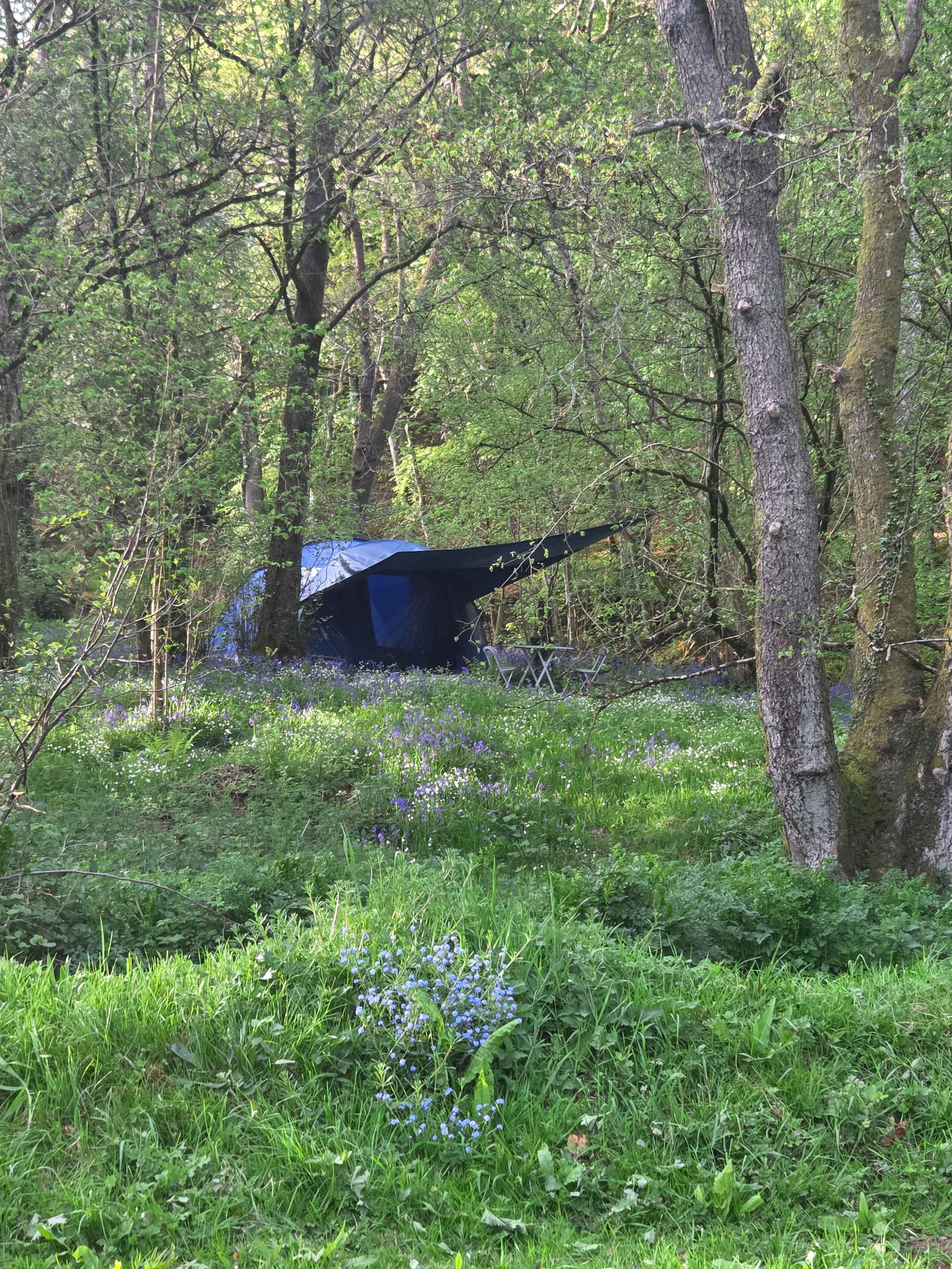 Pytingwyn Woods