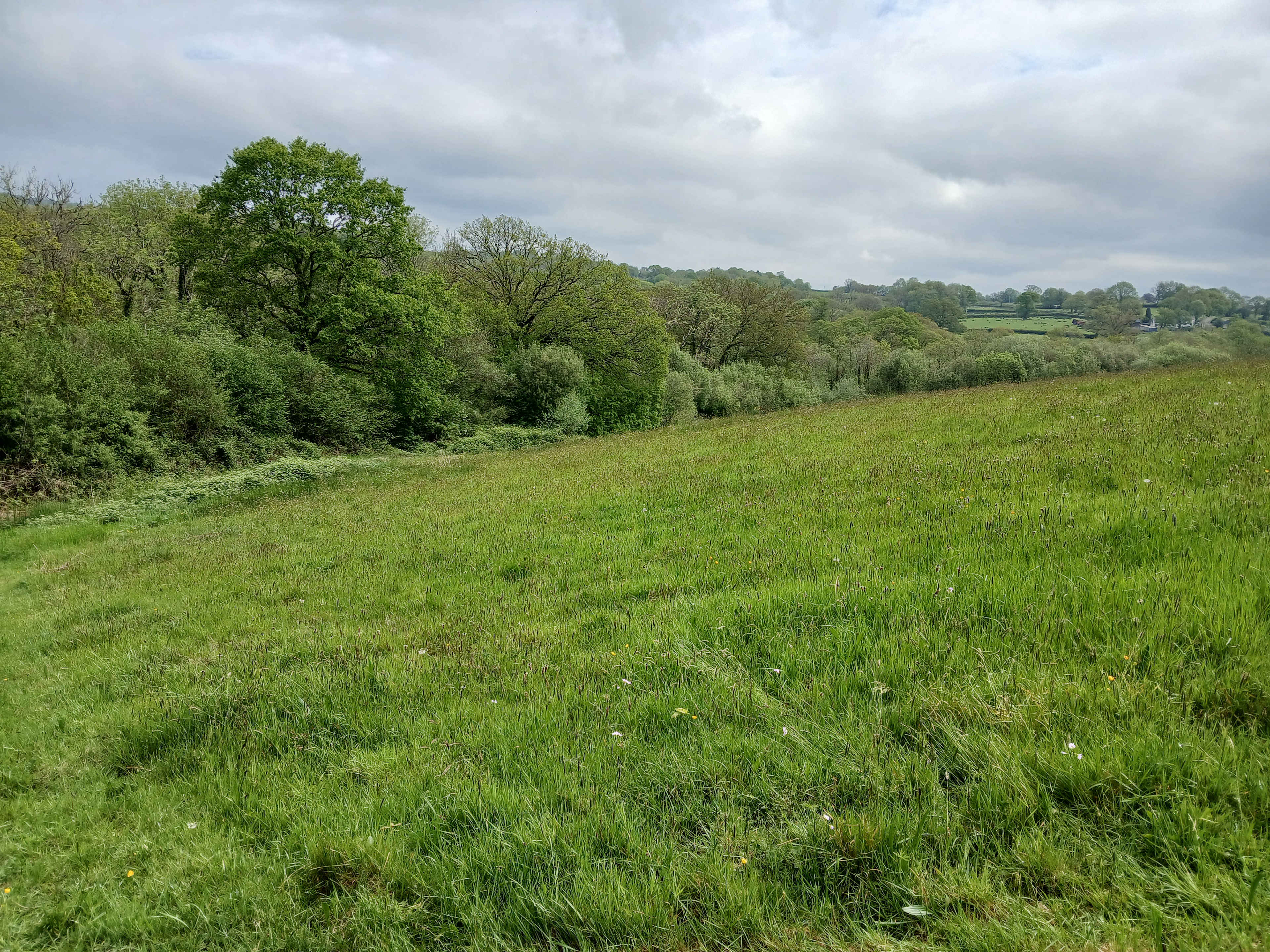Derwen meadow