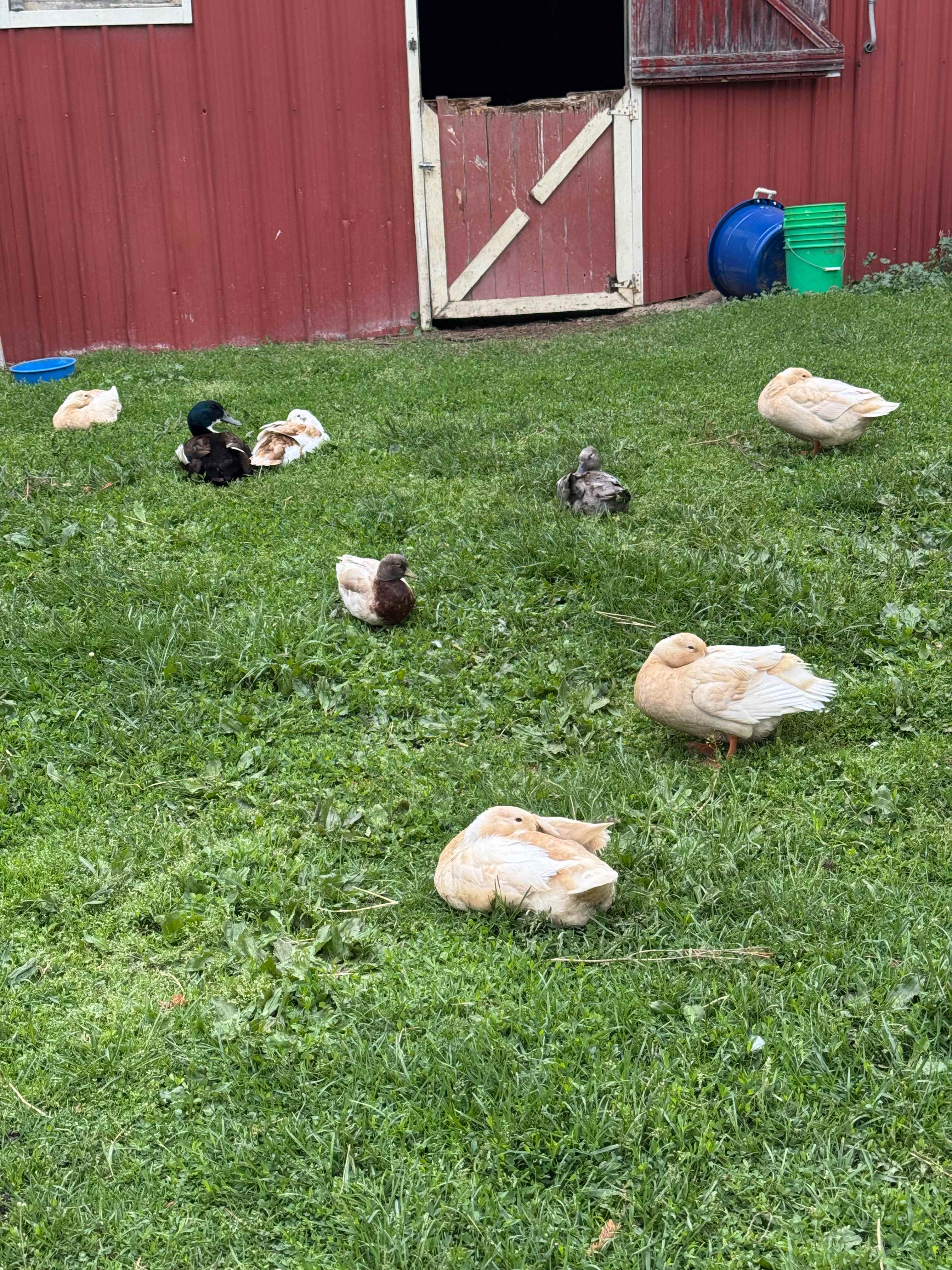Camping with Unruly Goats
