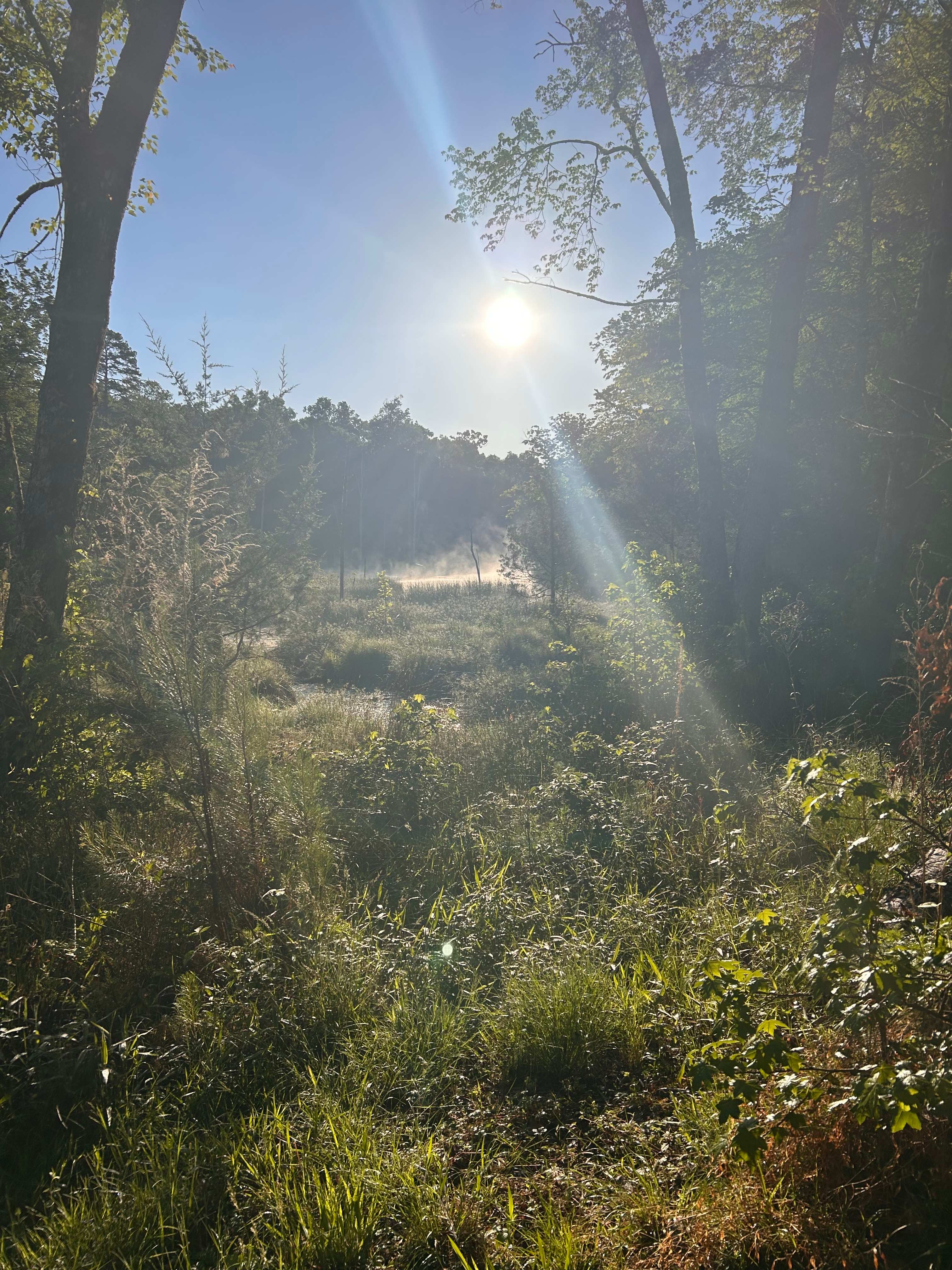 Rural Chapel Hill Forestry Stay