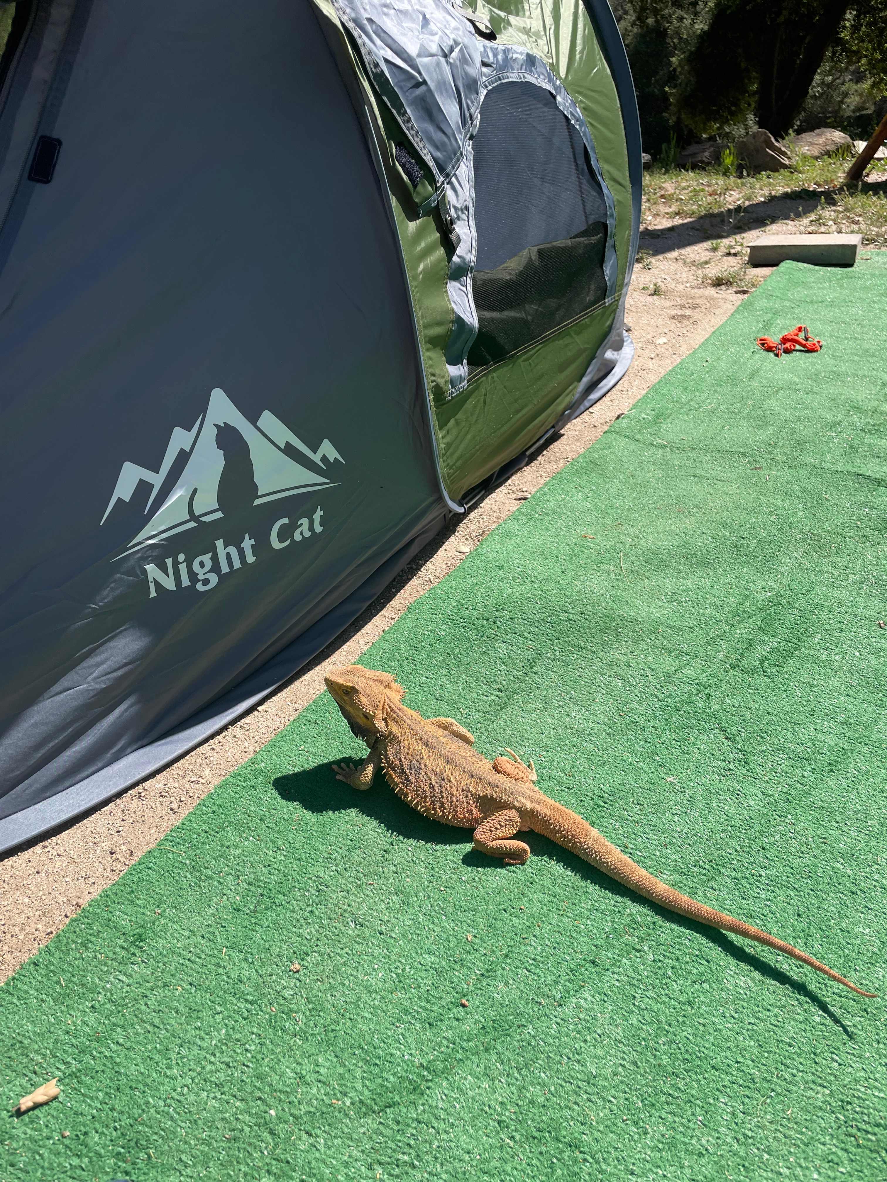 The Happy Camper