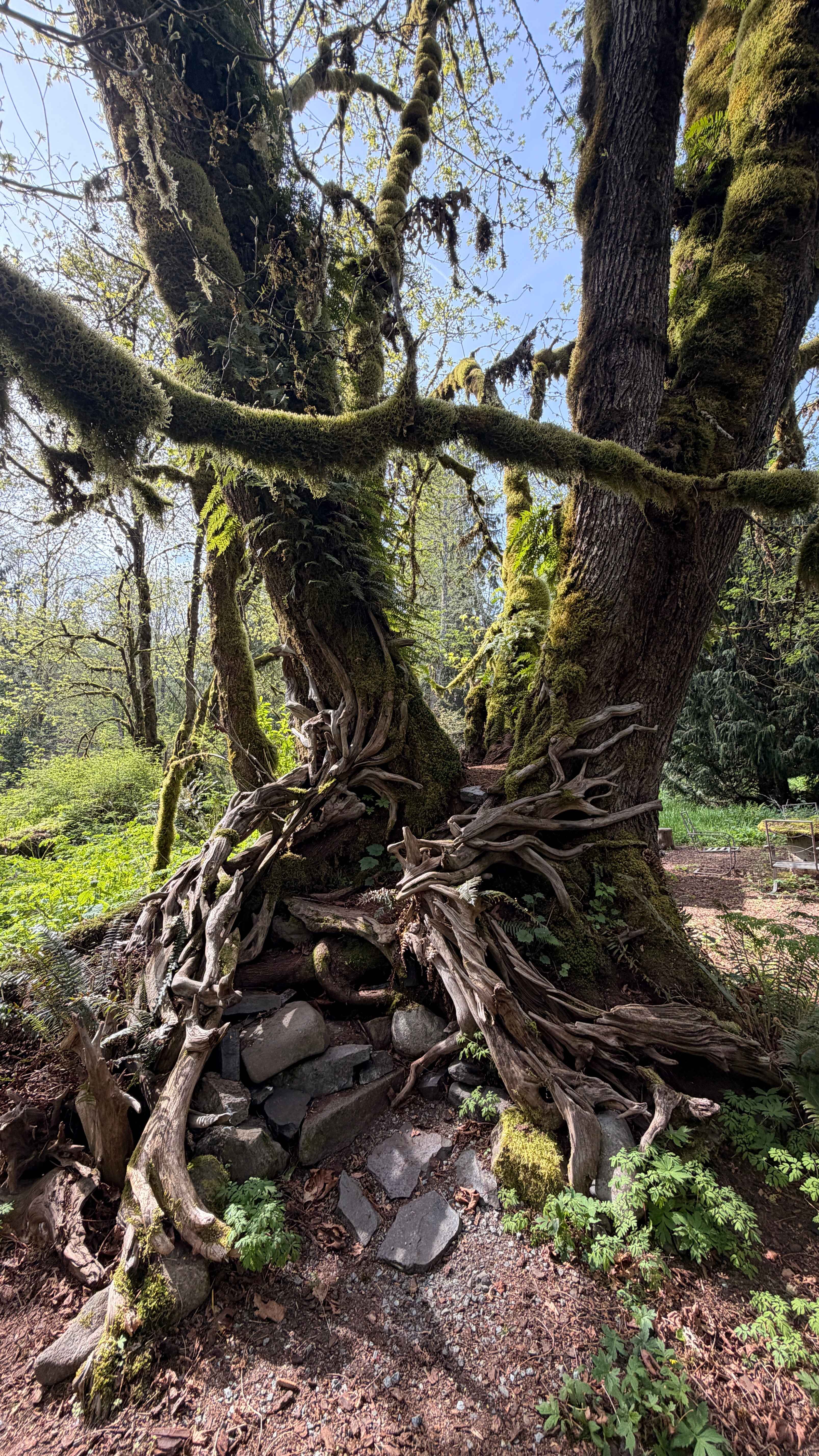 The Enchanted Forest