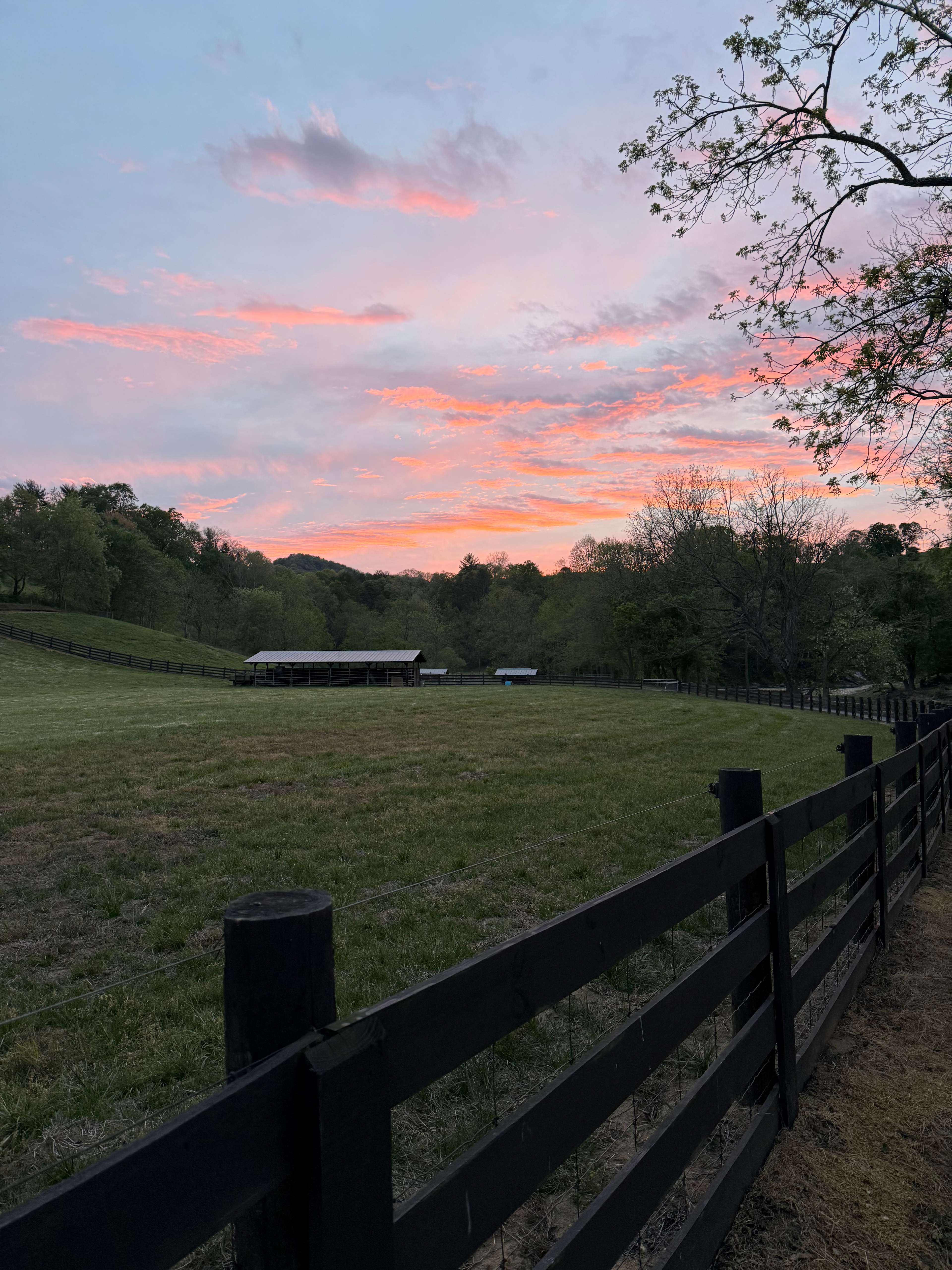 Smoky Mtn Mangalitsa River Ranch