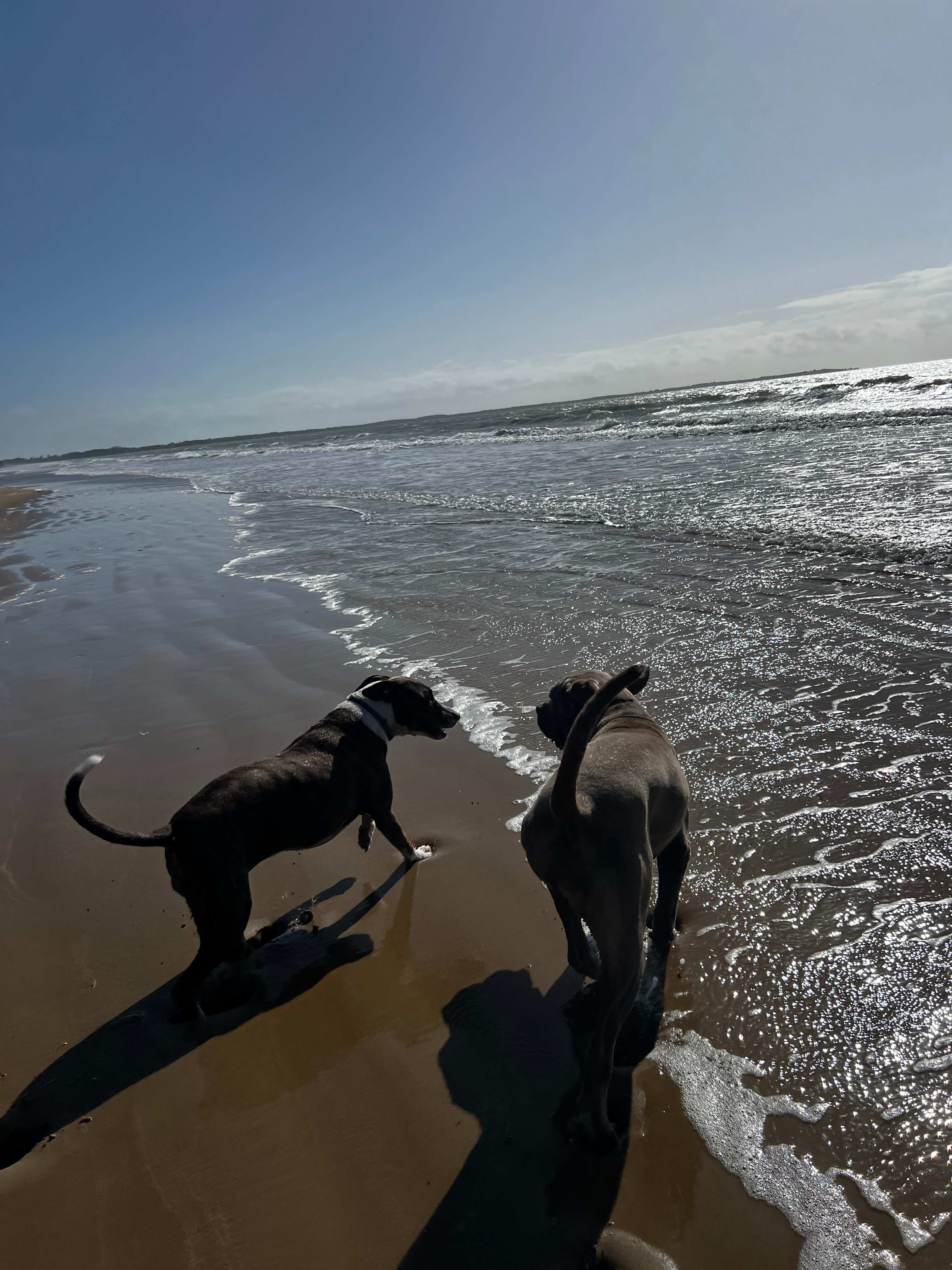 Dogs loved being off lead