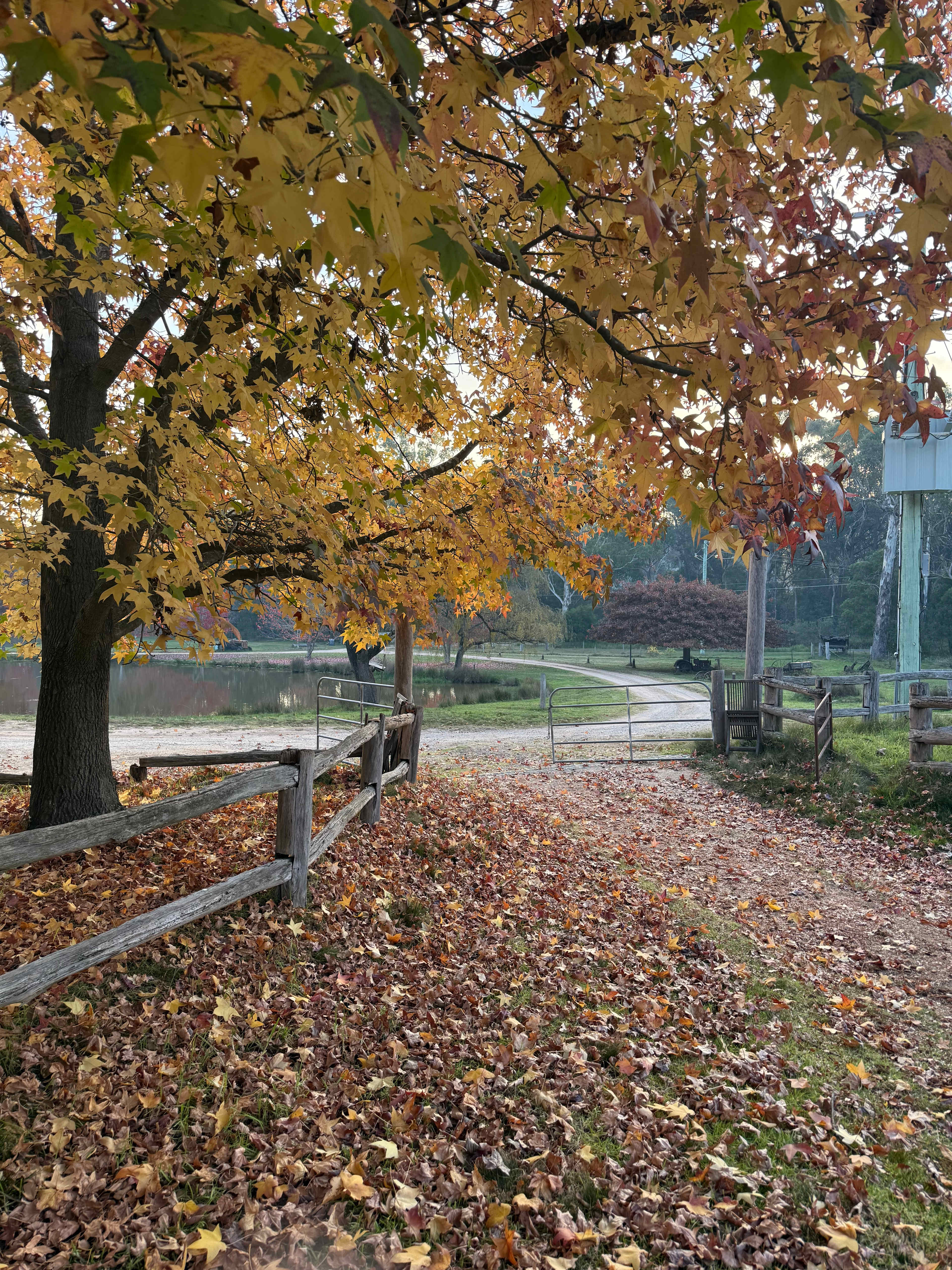 Megalong Valley Farm
