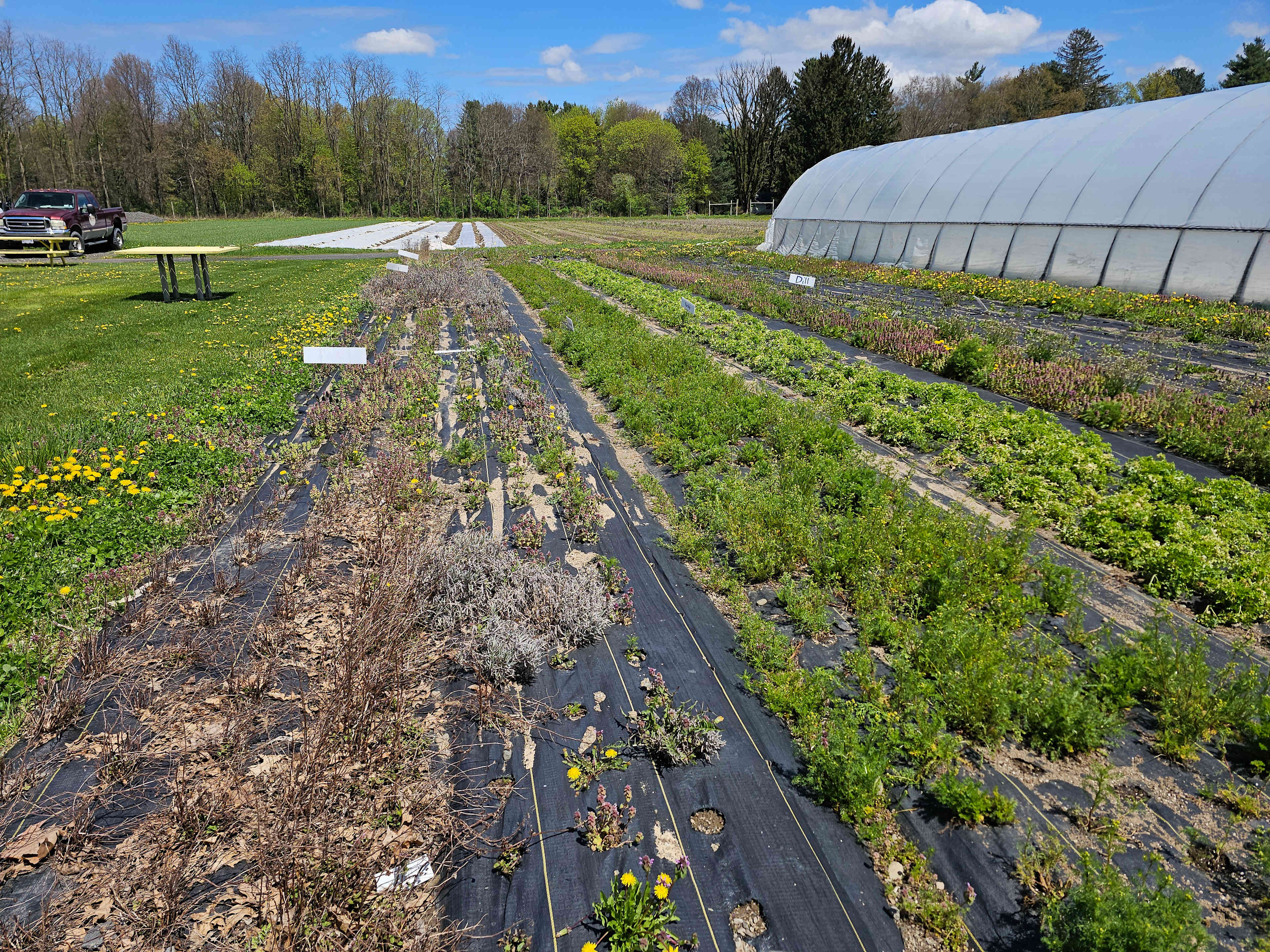 Garden- with pickable parsley