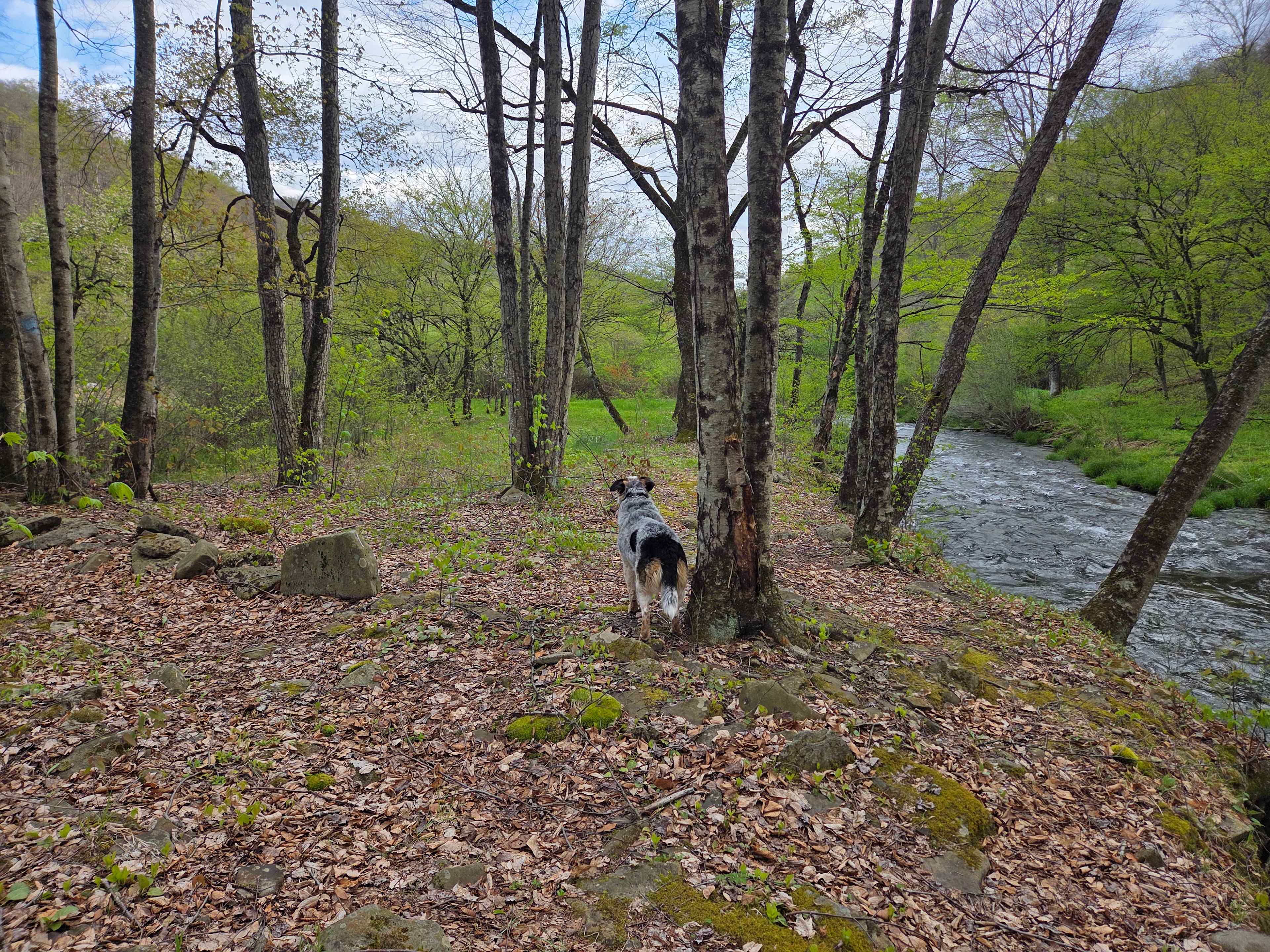 Picture of the site