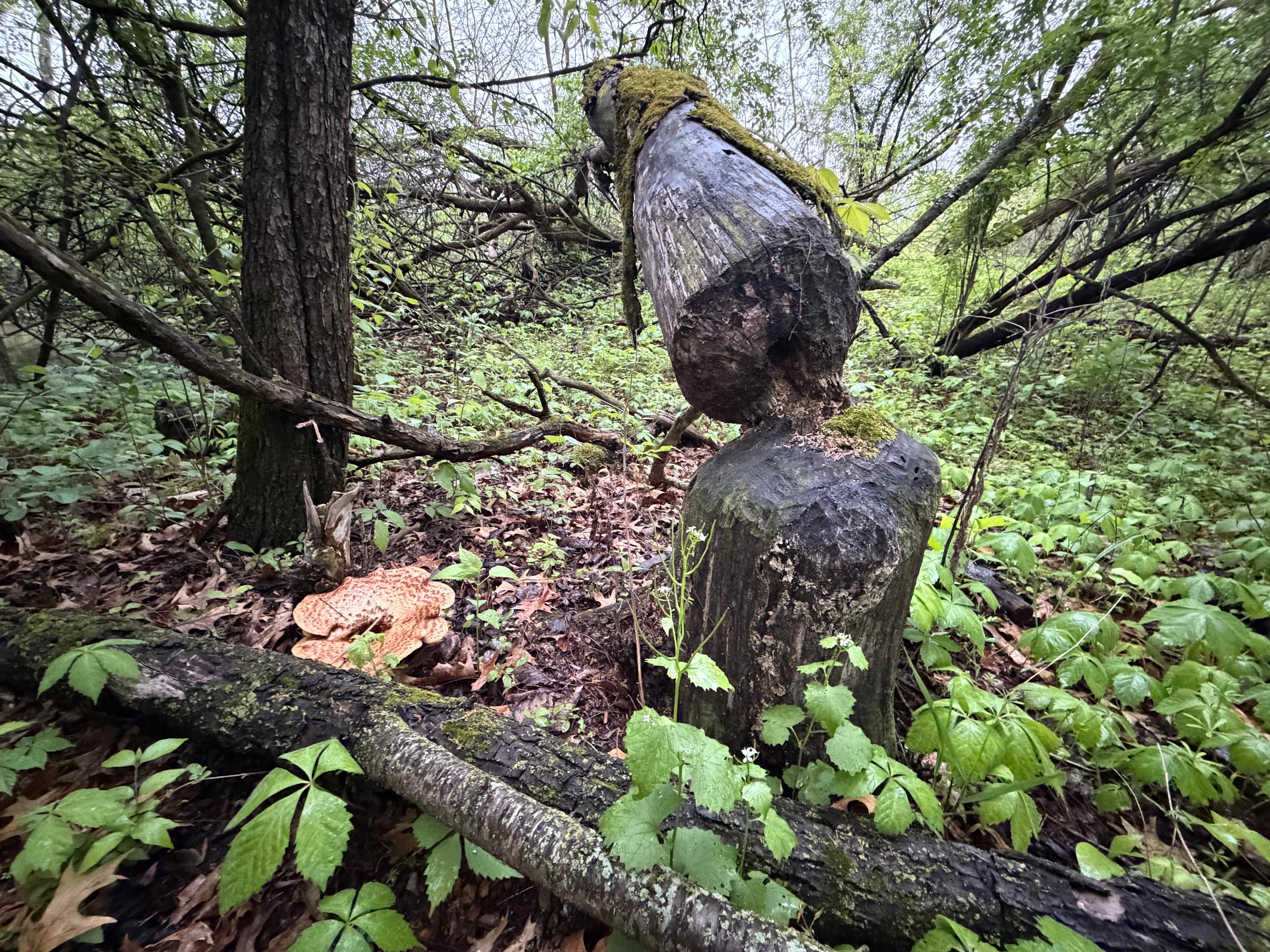 East Woods on the IL River