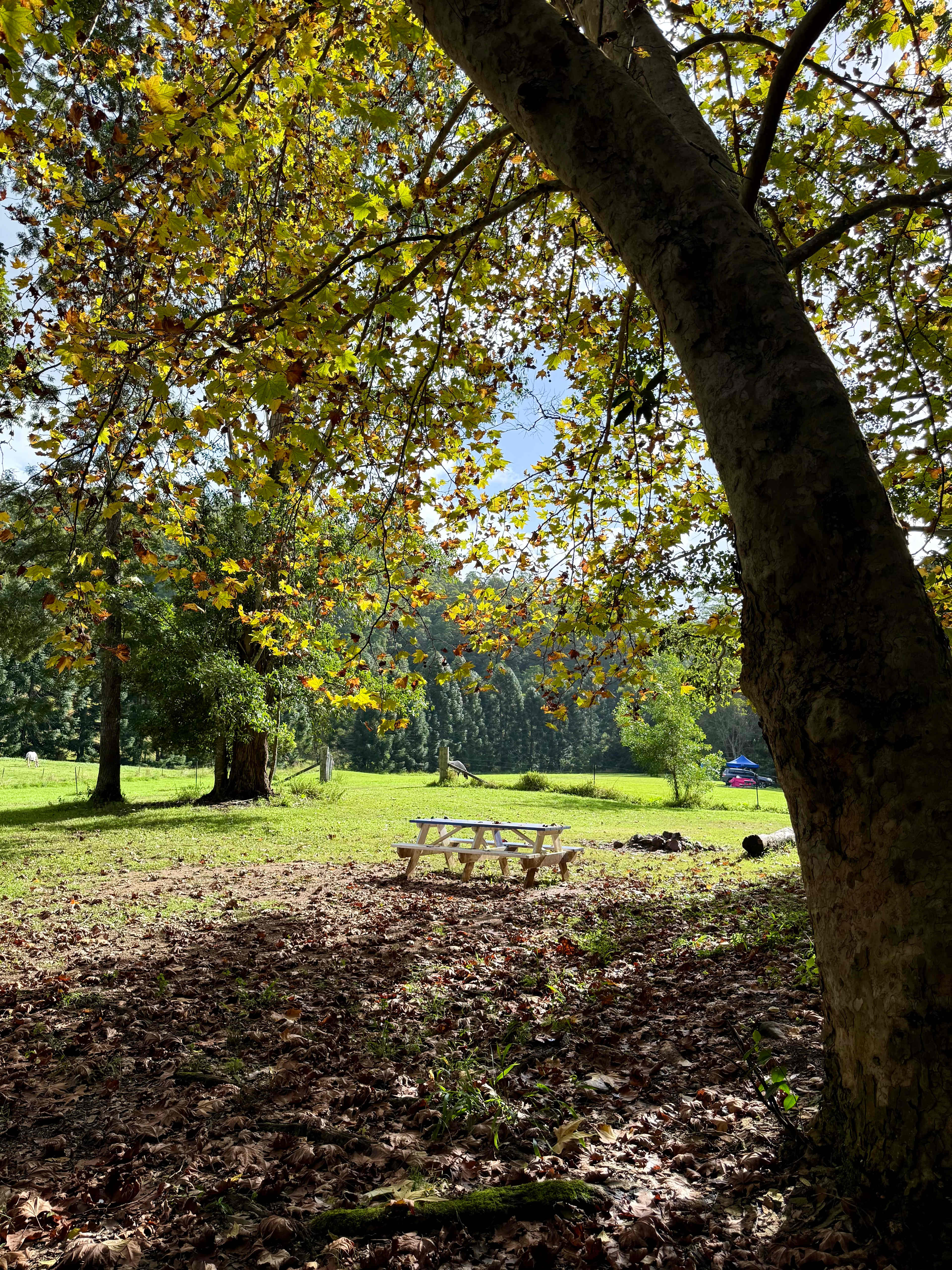 Rowlands Creek Camp Area