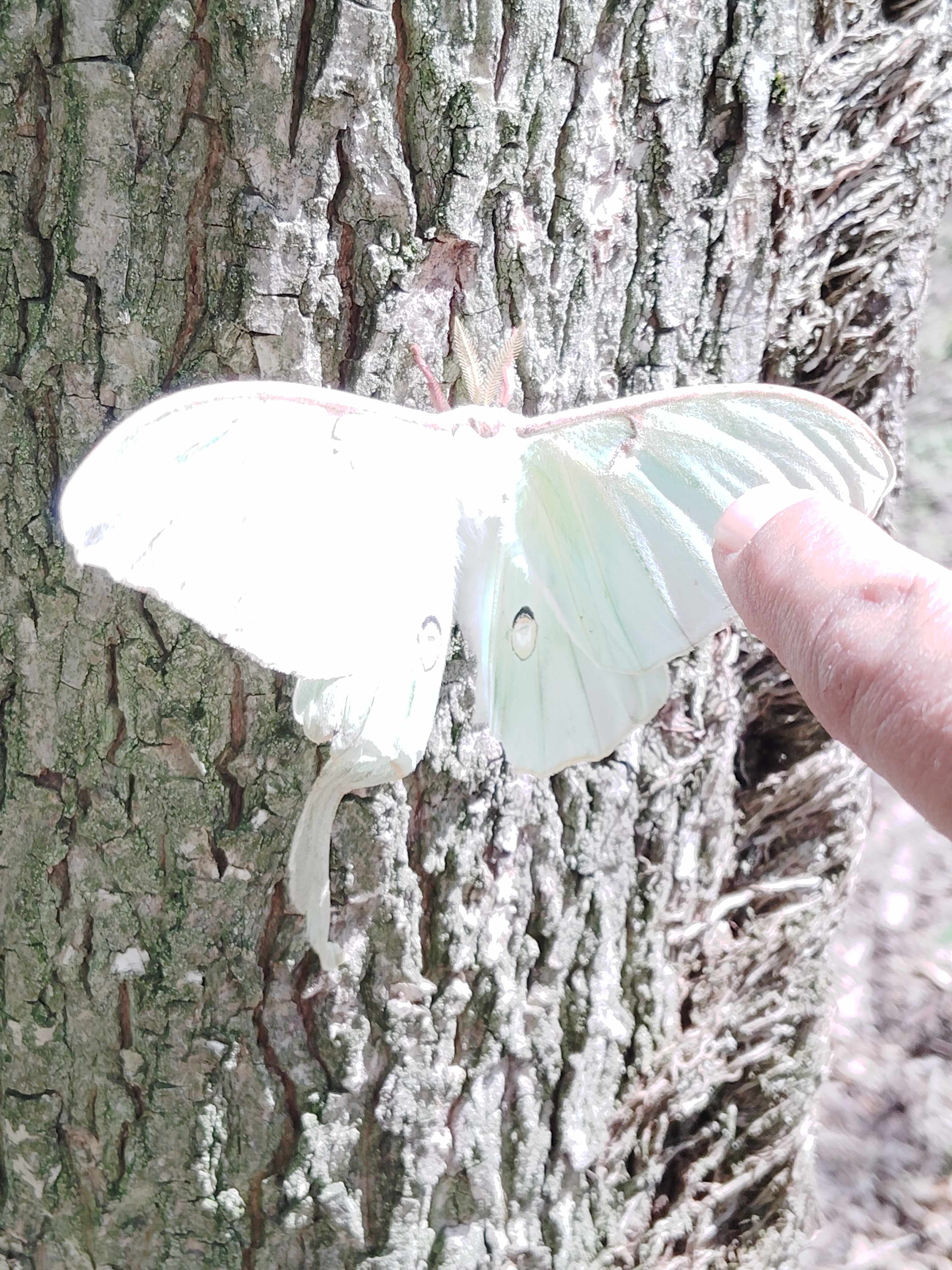 Look how big this guy was*I didn't touch him the finger is for reference 