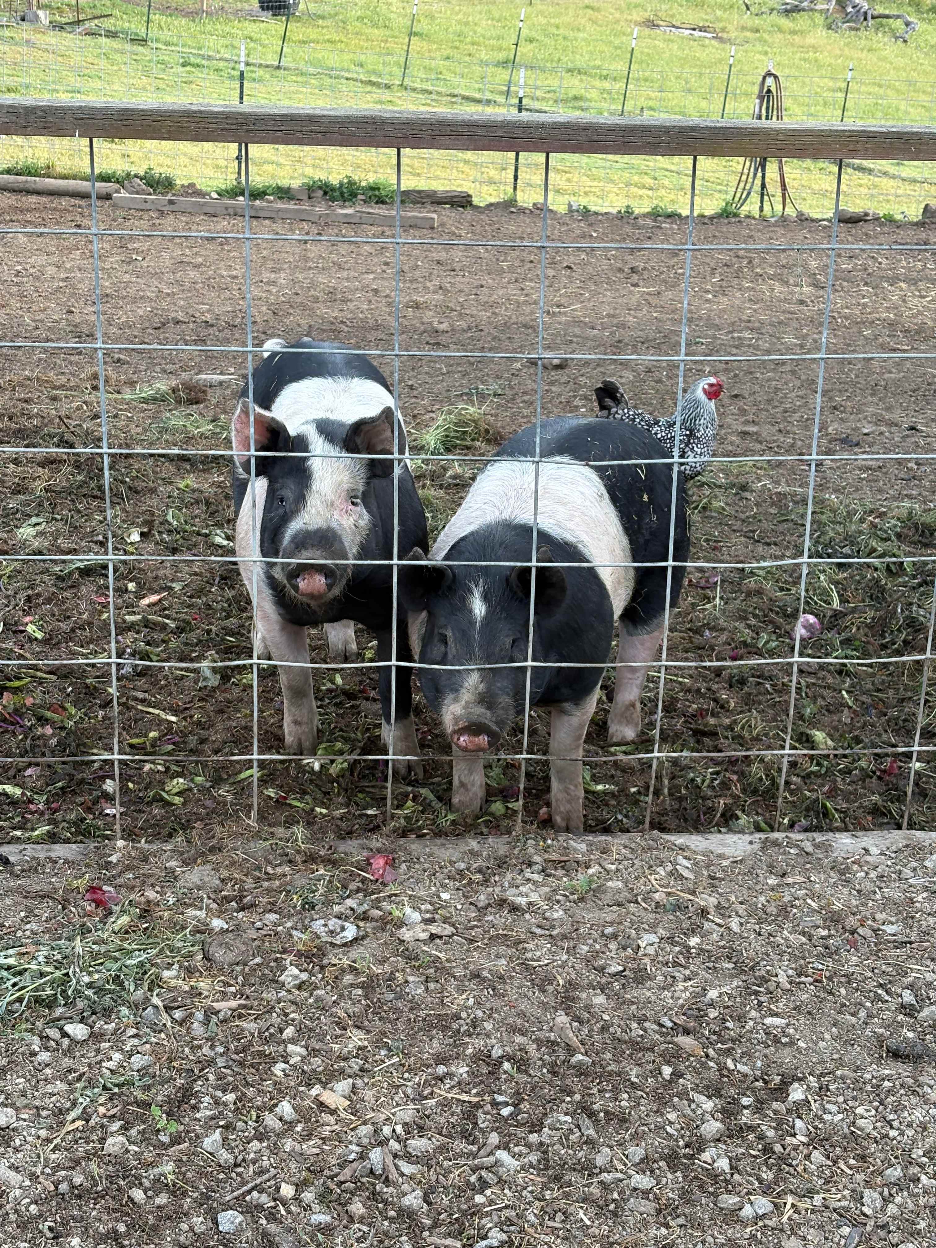Cuties