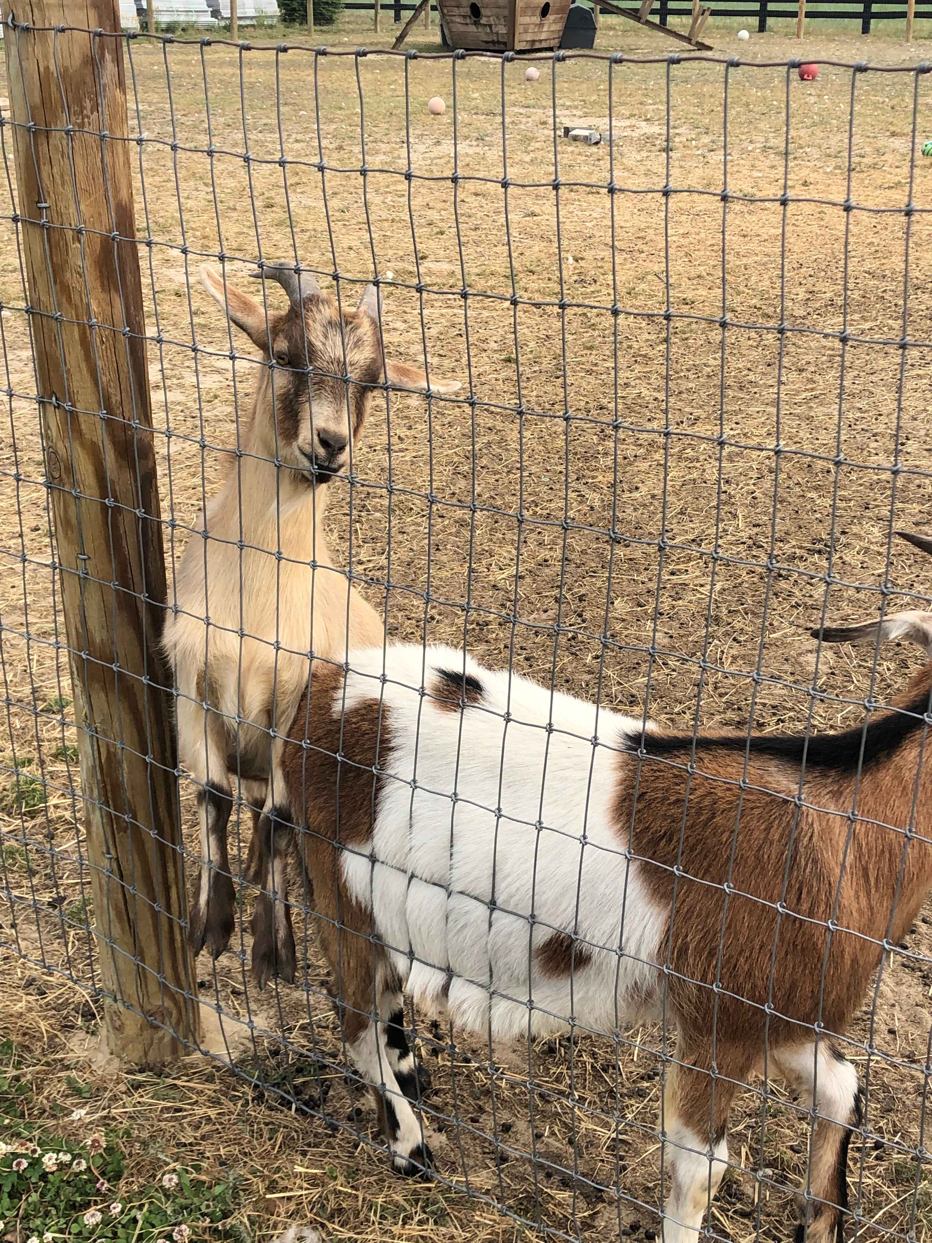 Sweet goats 