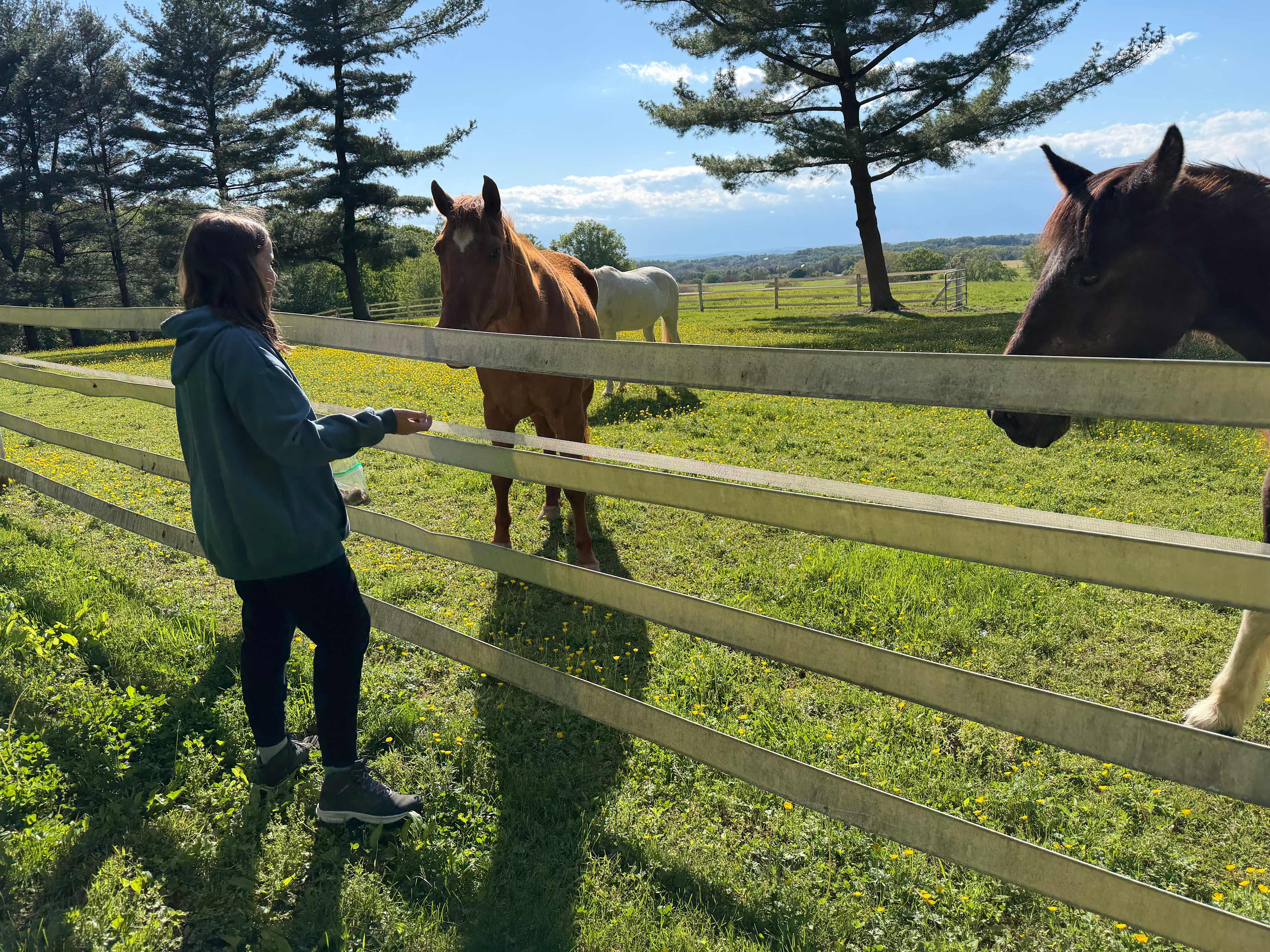 Horse treats were provided