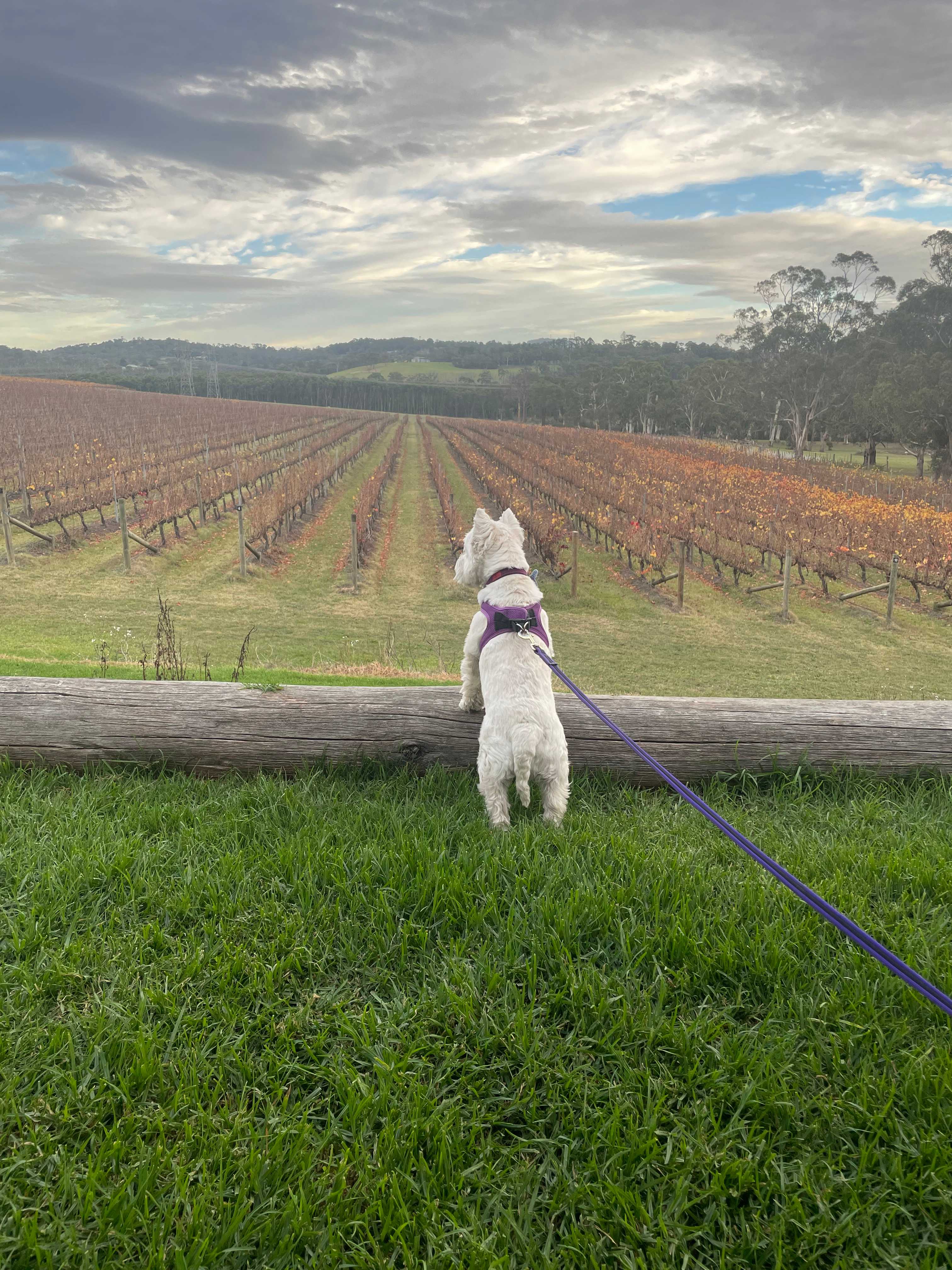 Yarra Valley Vineyard Views