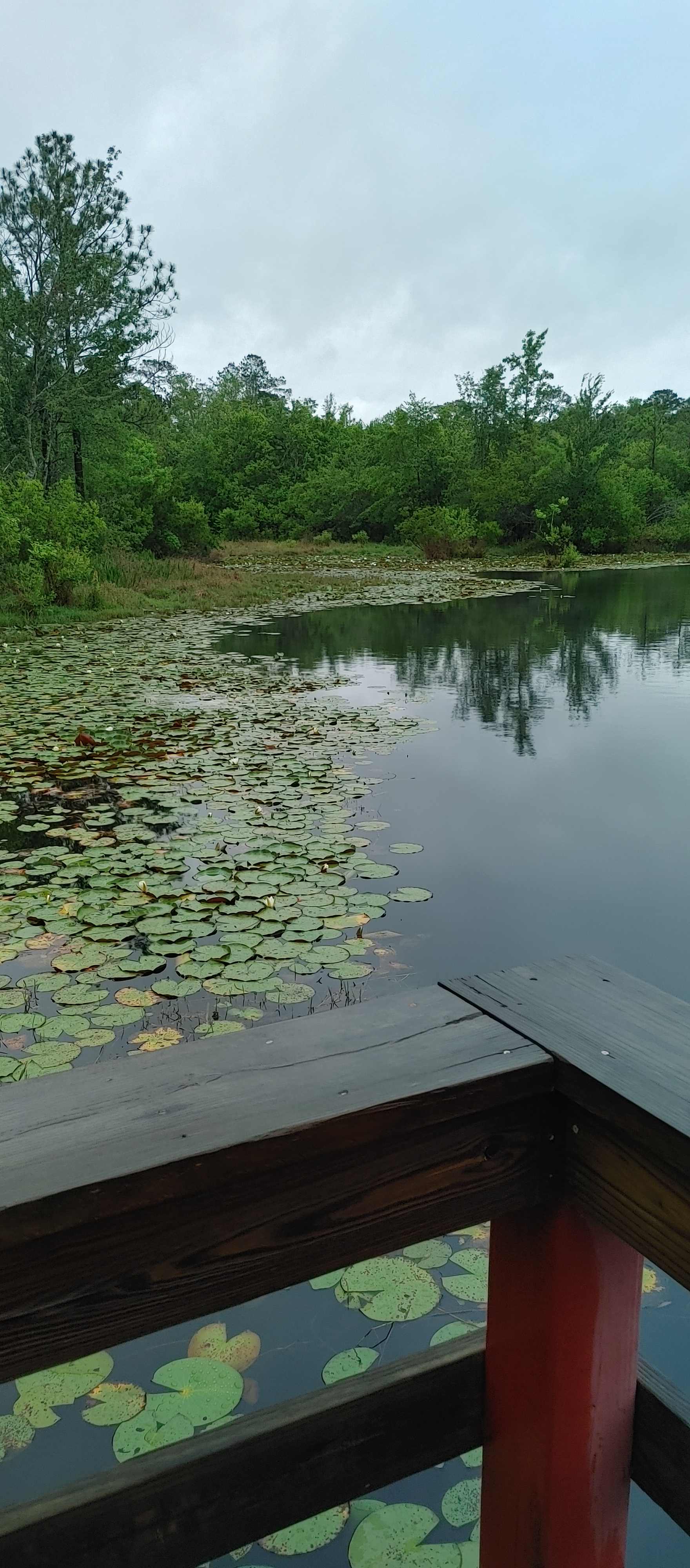 One of the ponds from the dock