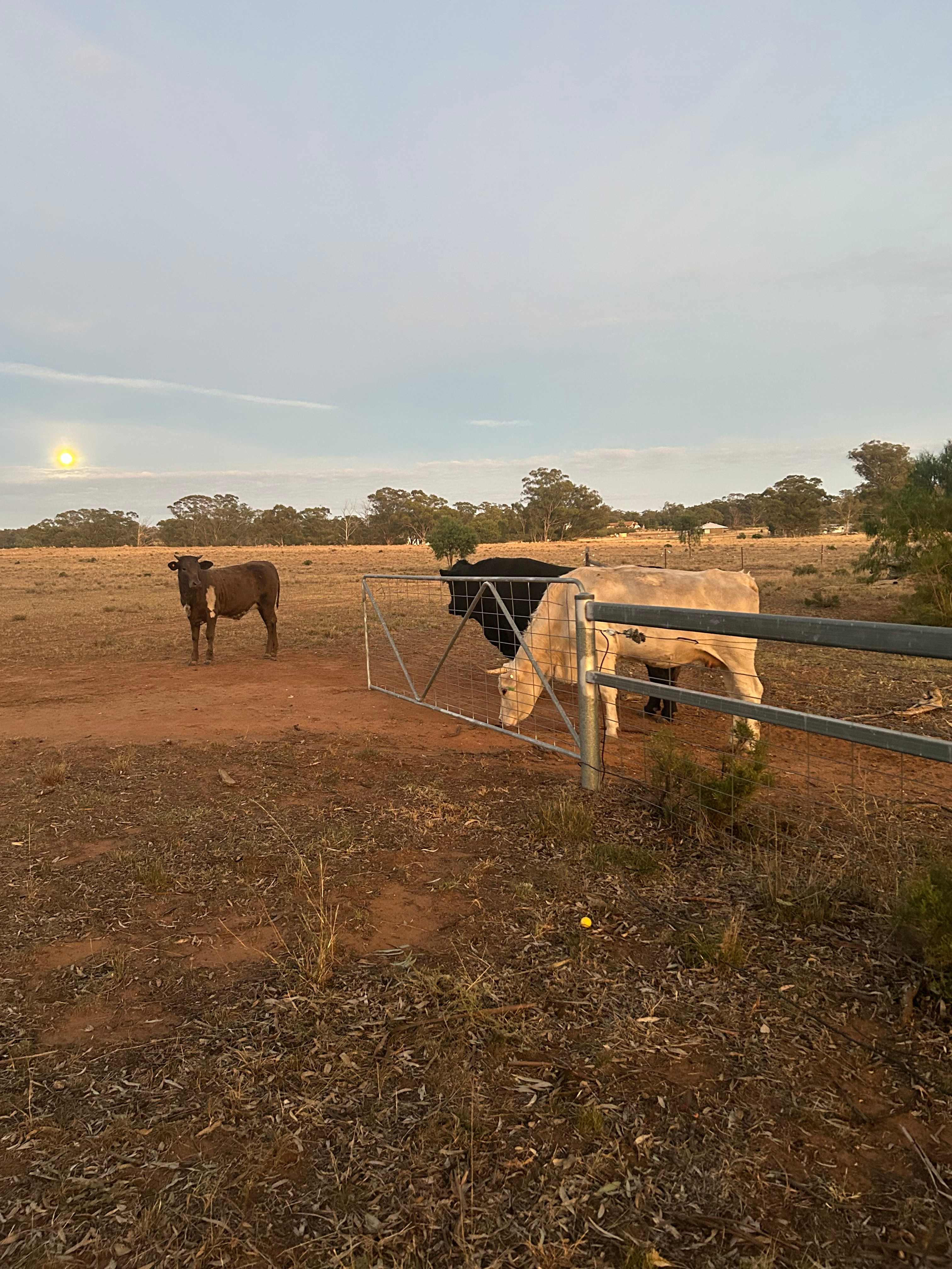 KANGAROO CREEK CAMP DUBBO