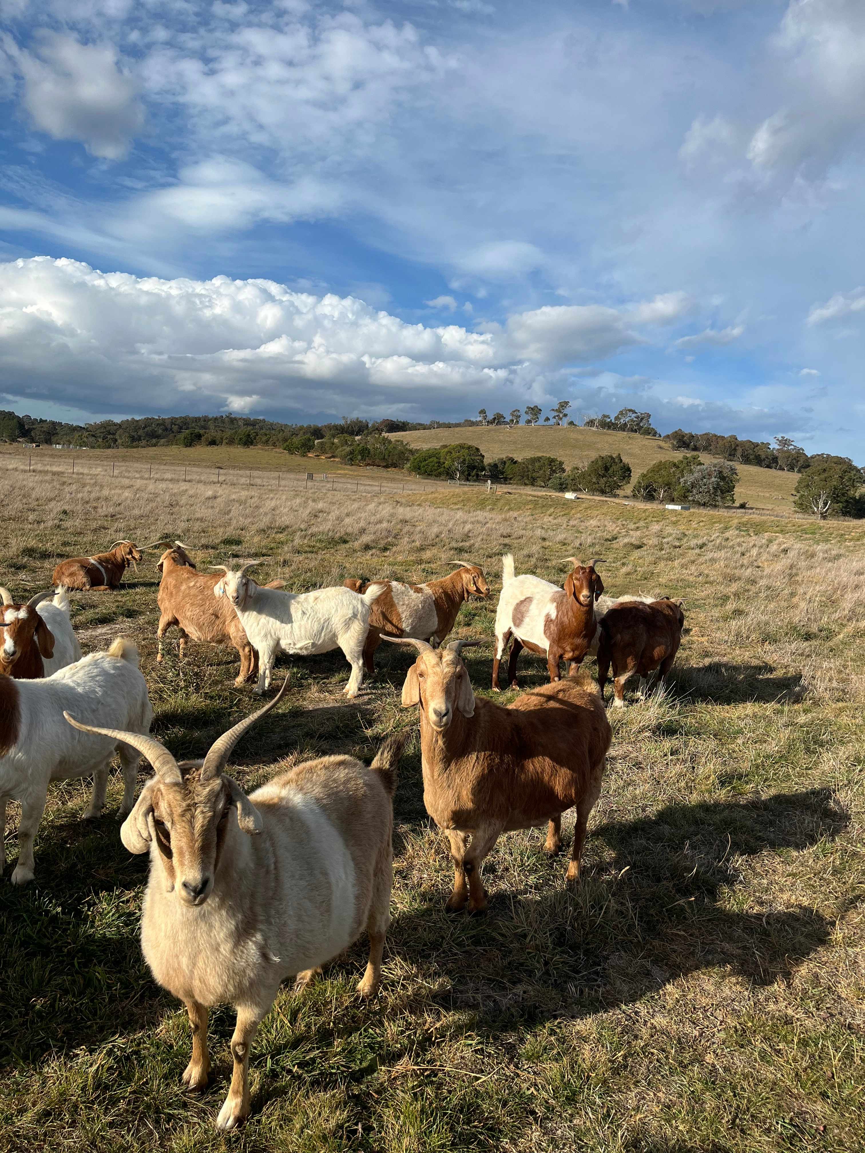 Shepherds Rest
