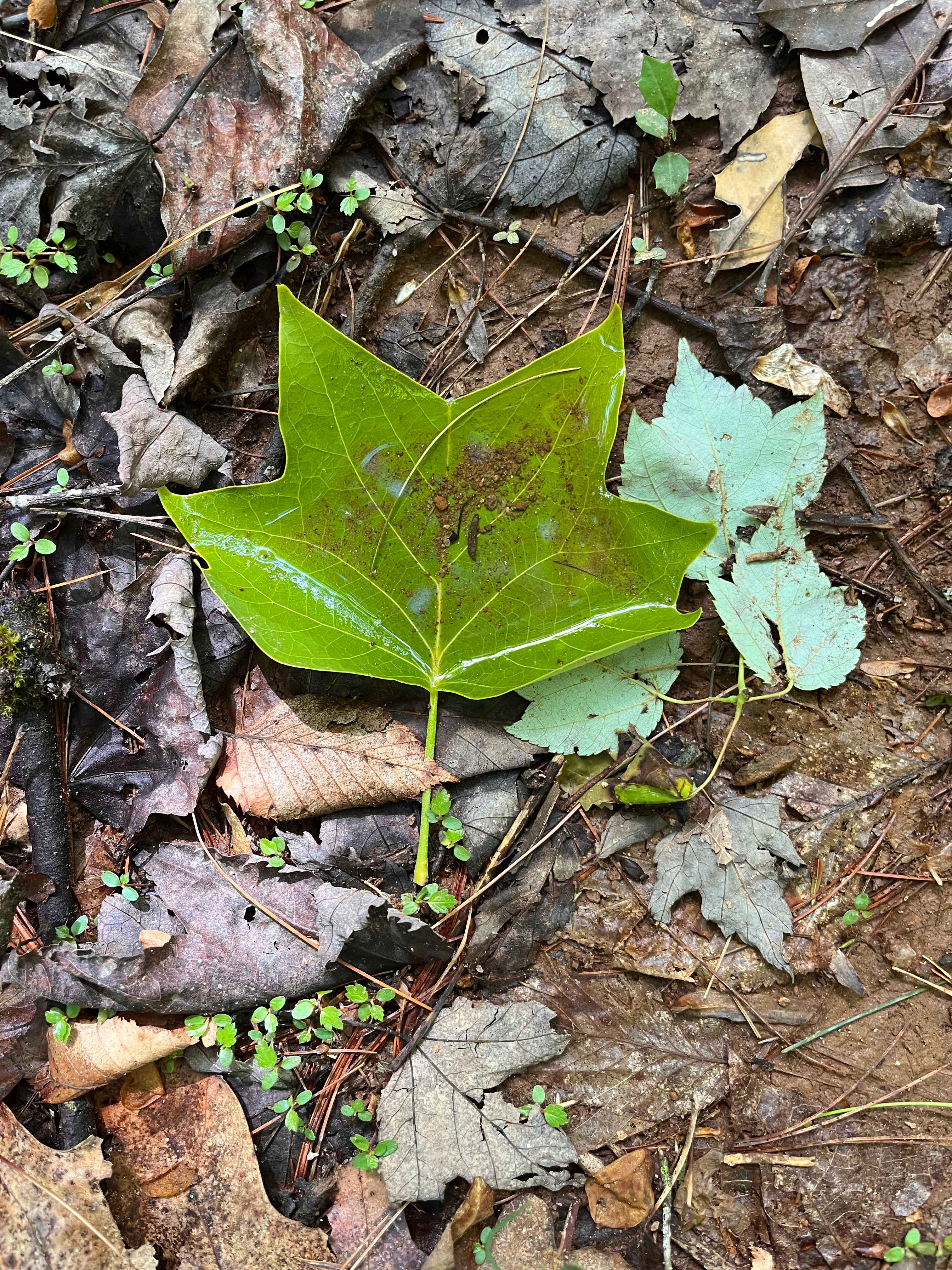 Cold Spring Basecamp