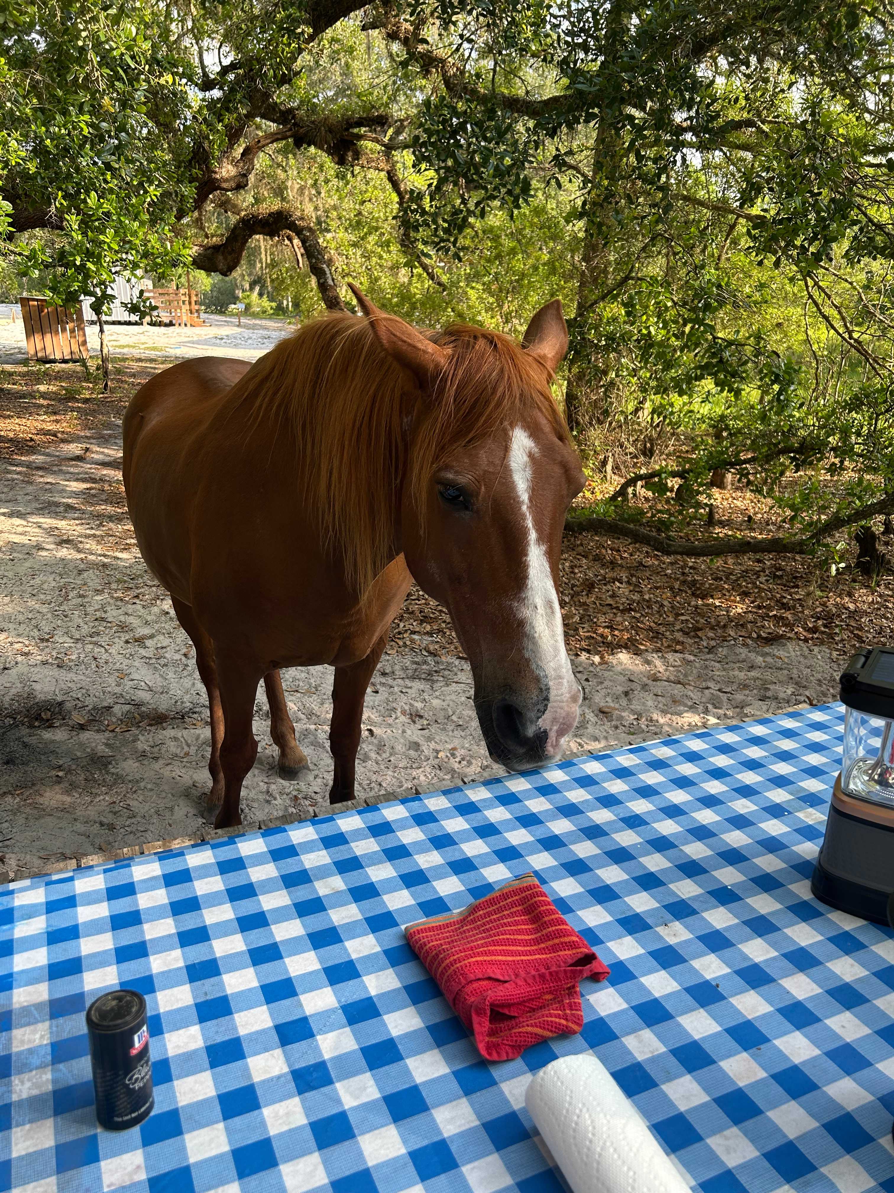 Lucky U Ranch