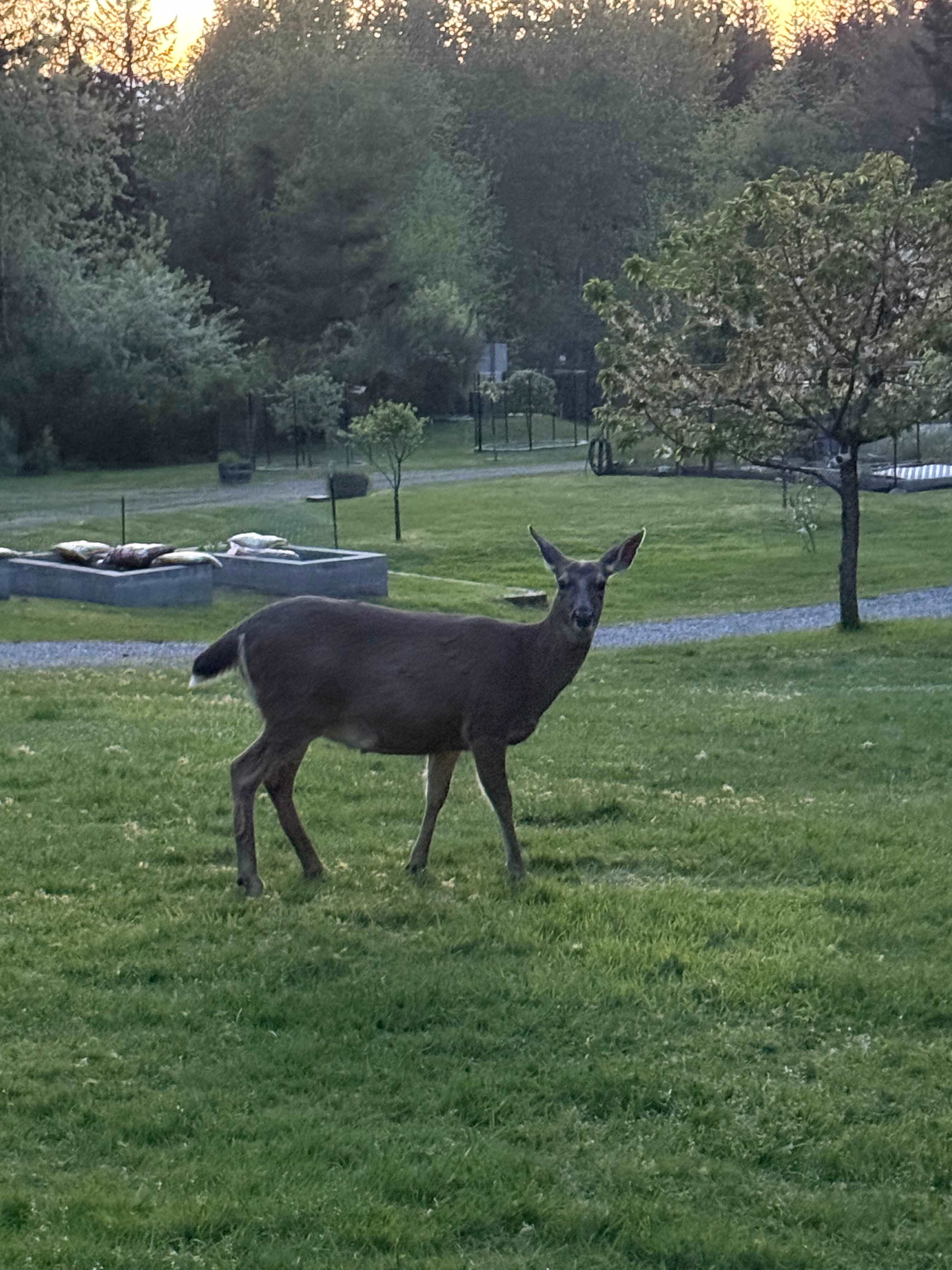 Mule Deer in the yard. 