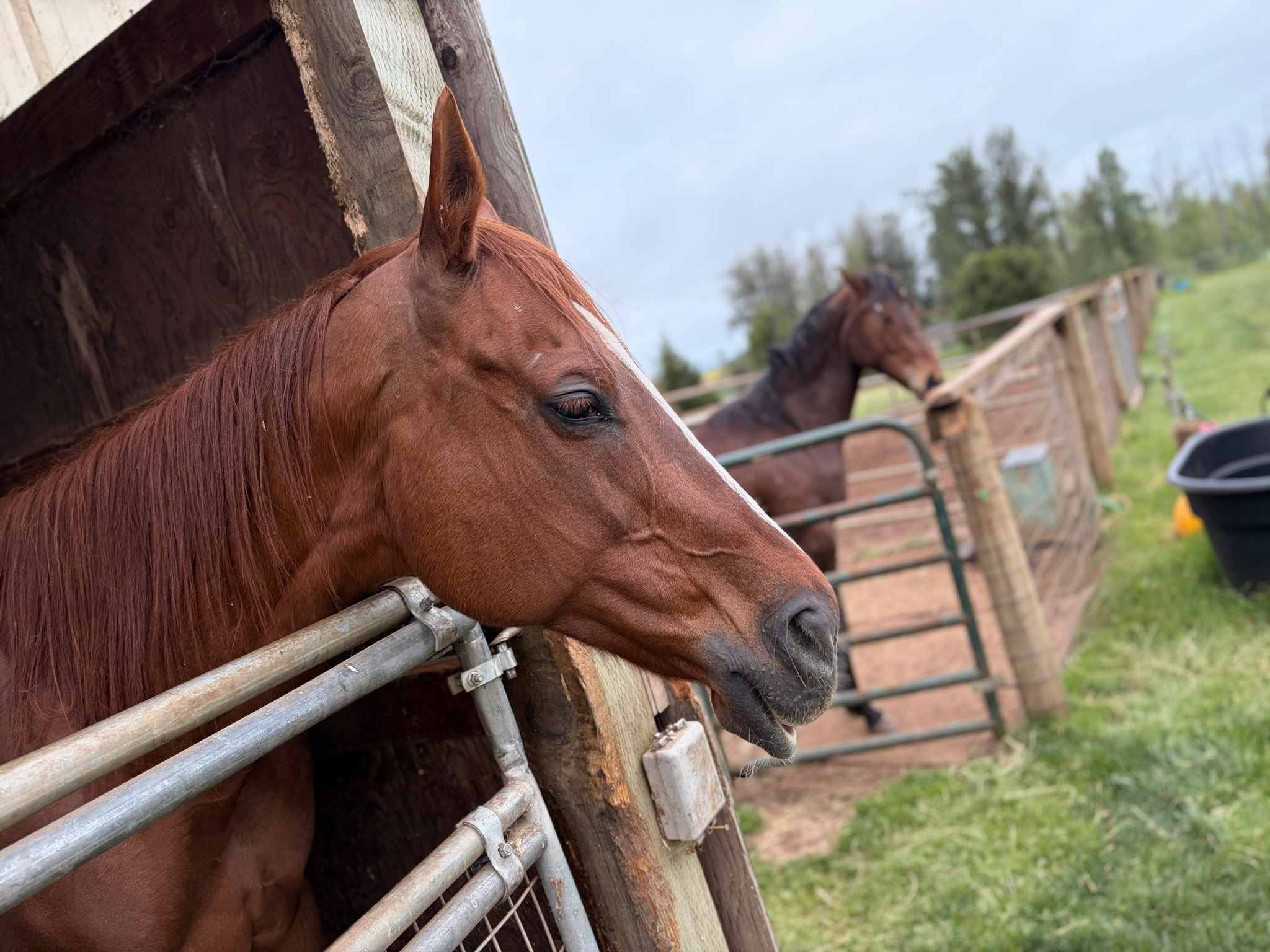 Ruah Ranch