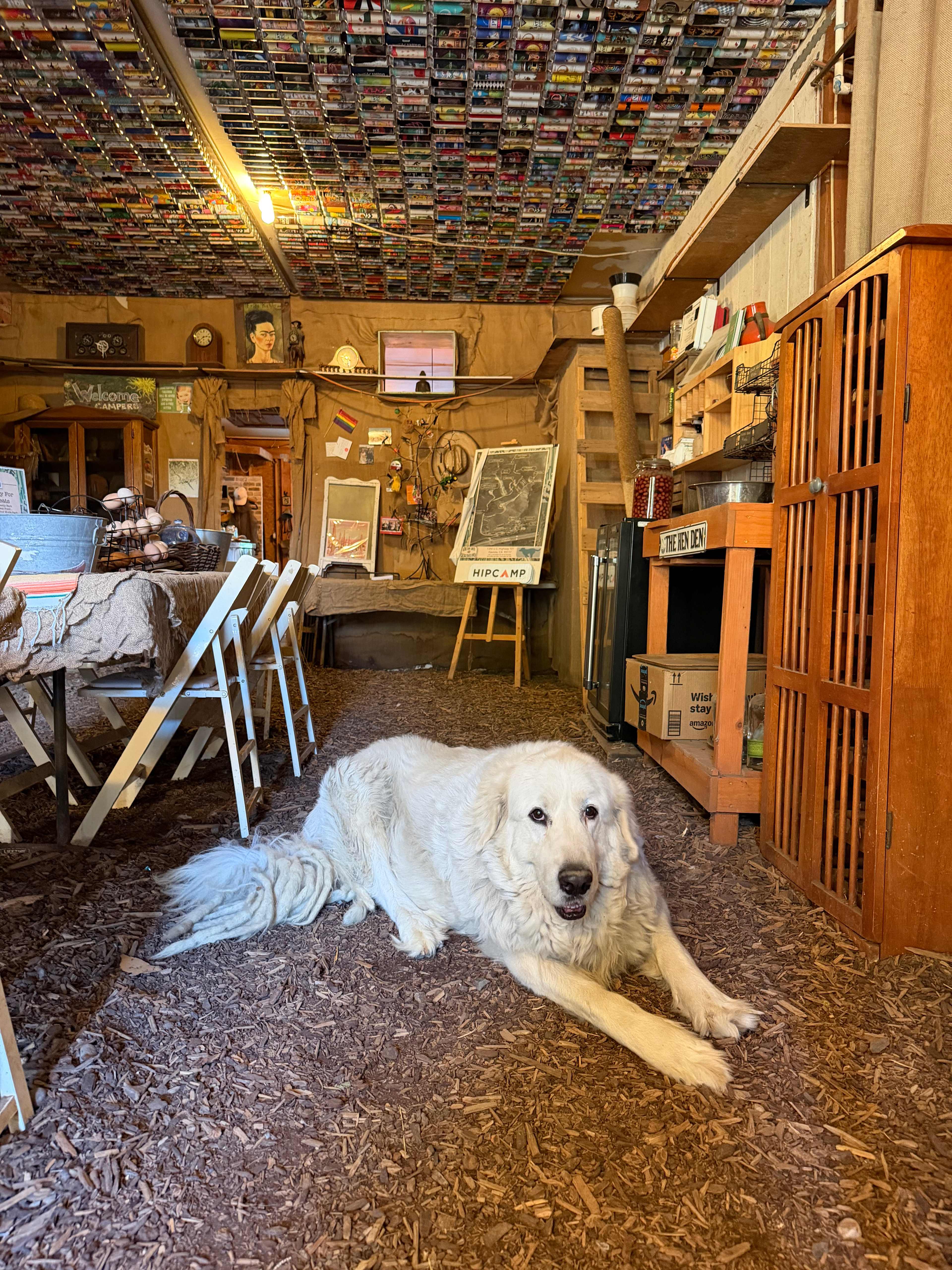 Freedog Farms @ Cactus Flower Ranch