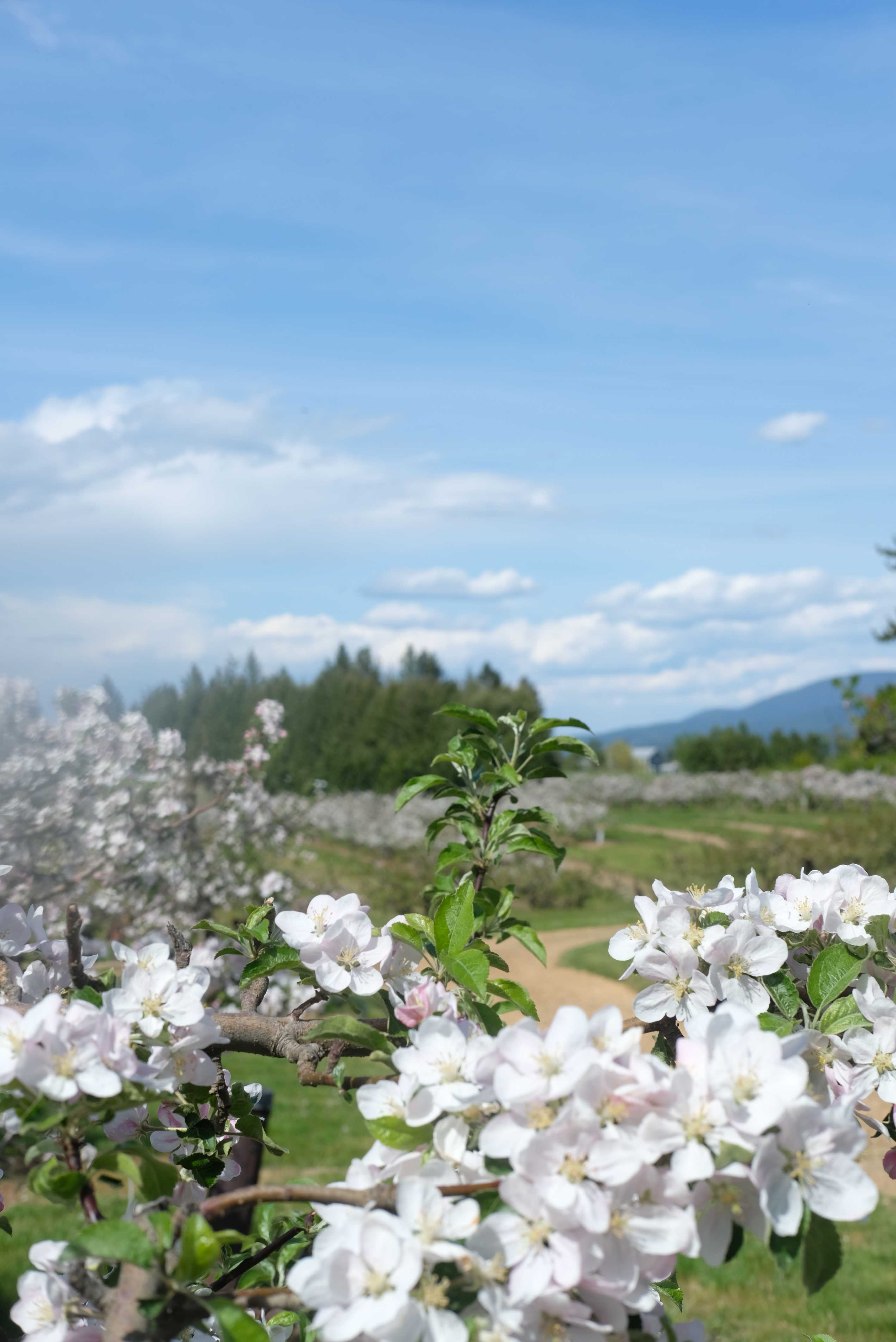 Hidden Acres Orchards
