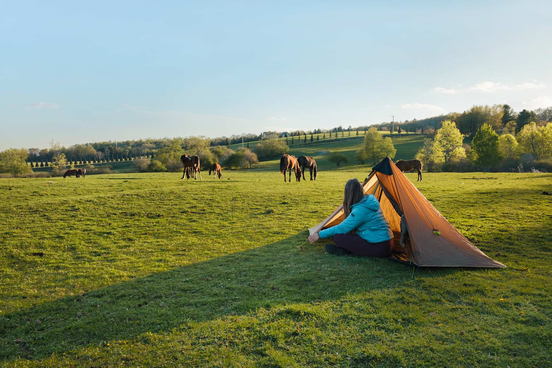 Camping amongst the herd. 