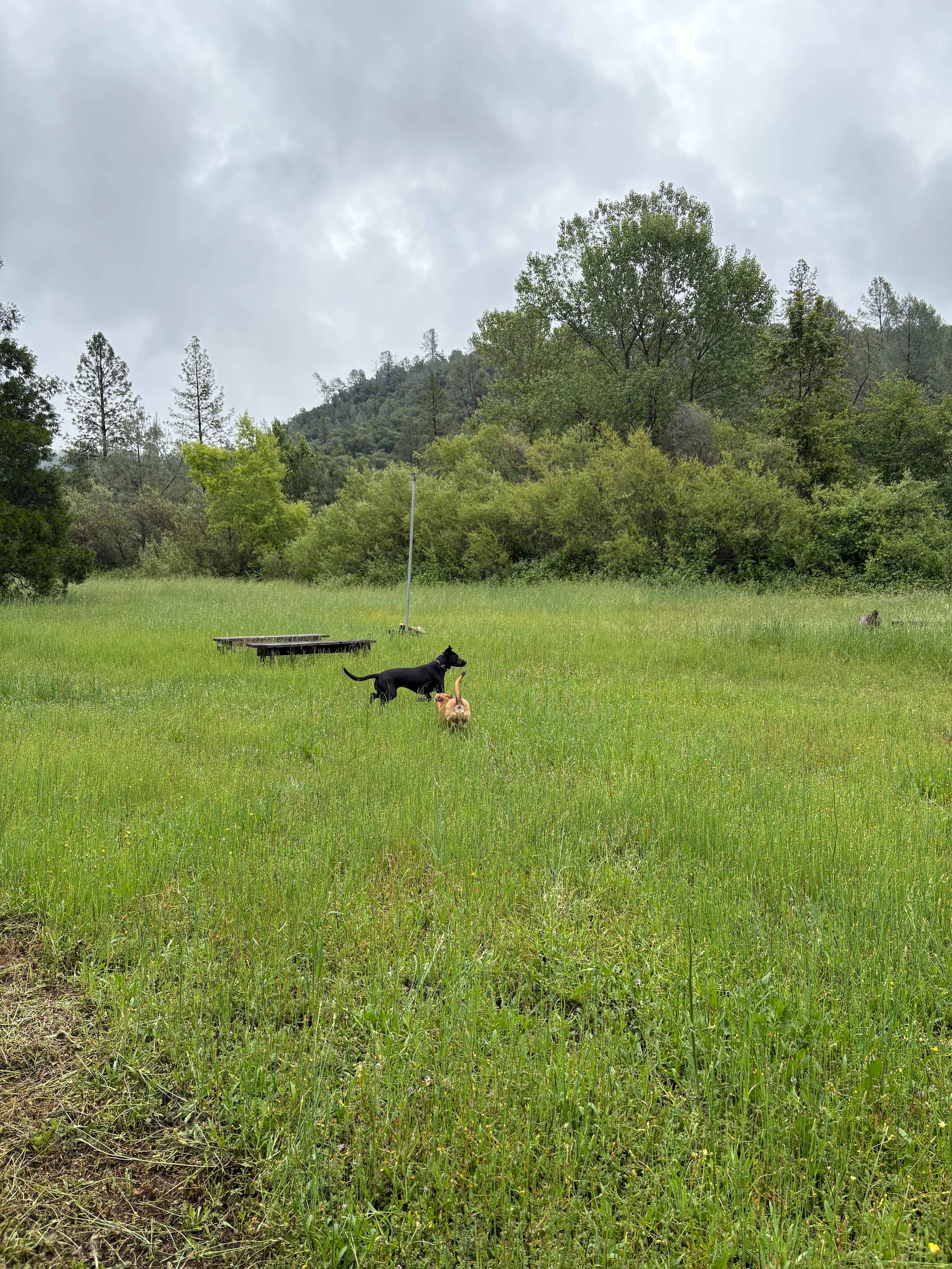 Big meadow