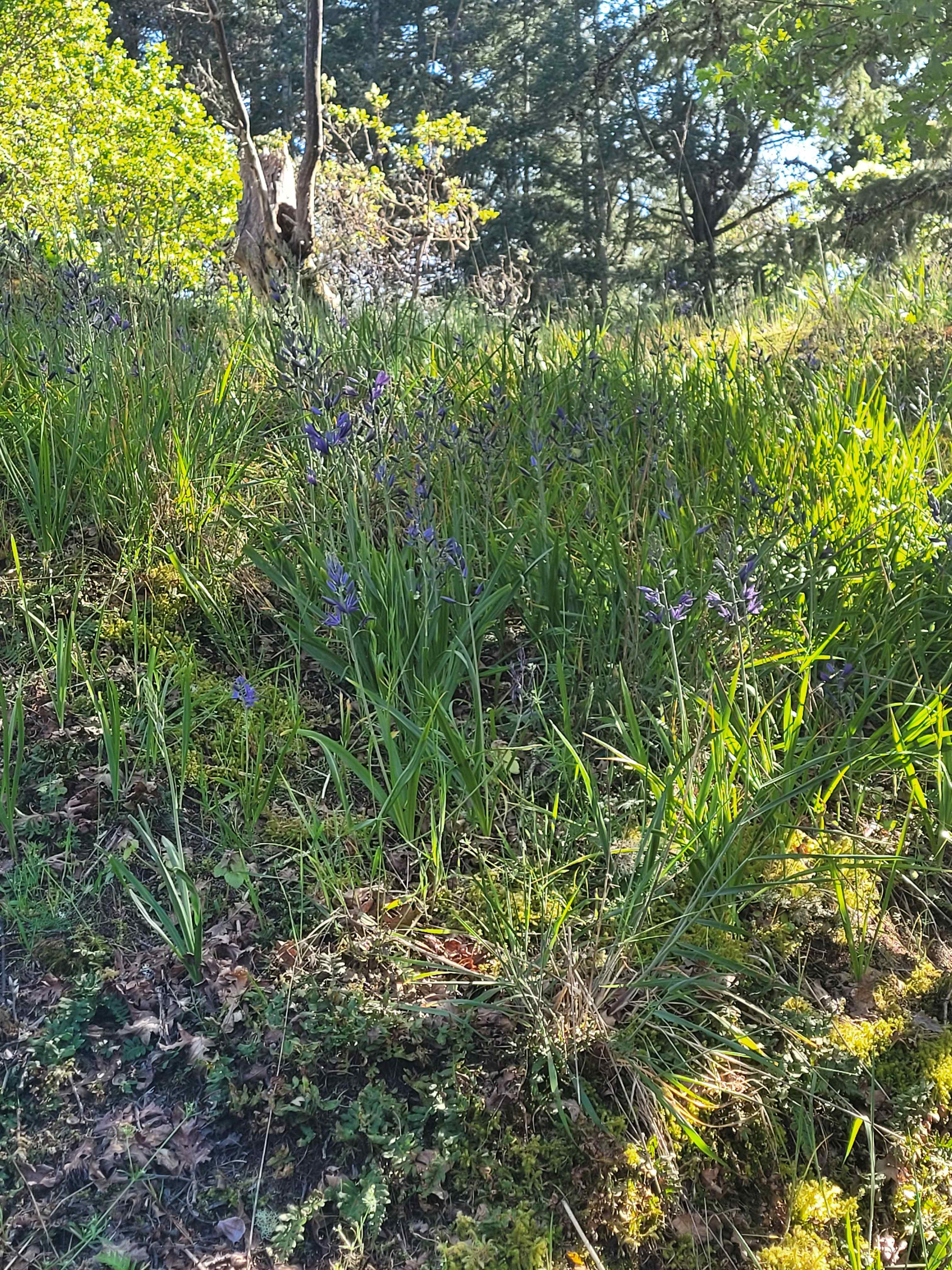 Camas Creek Retreat