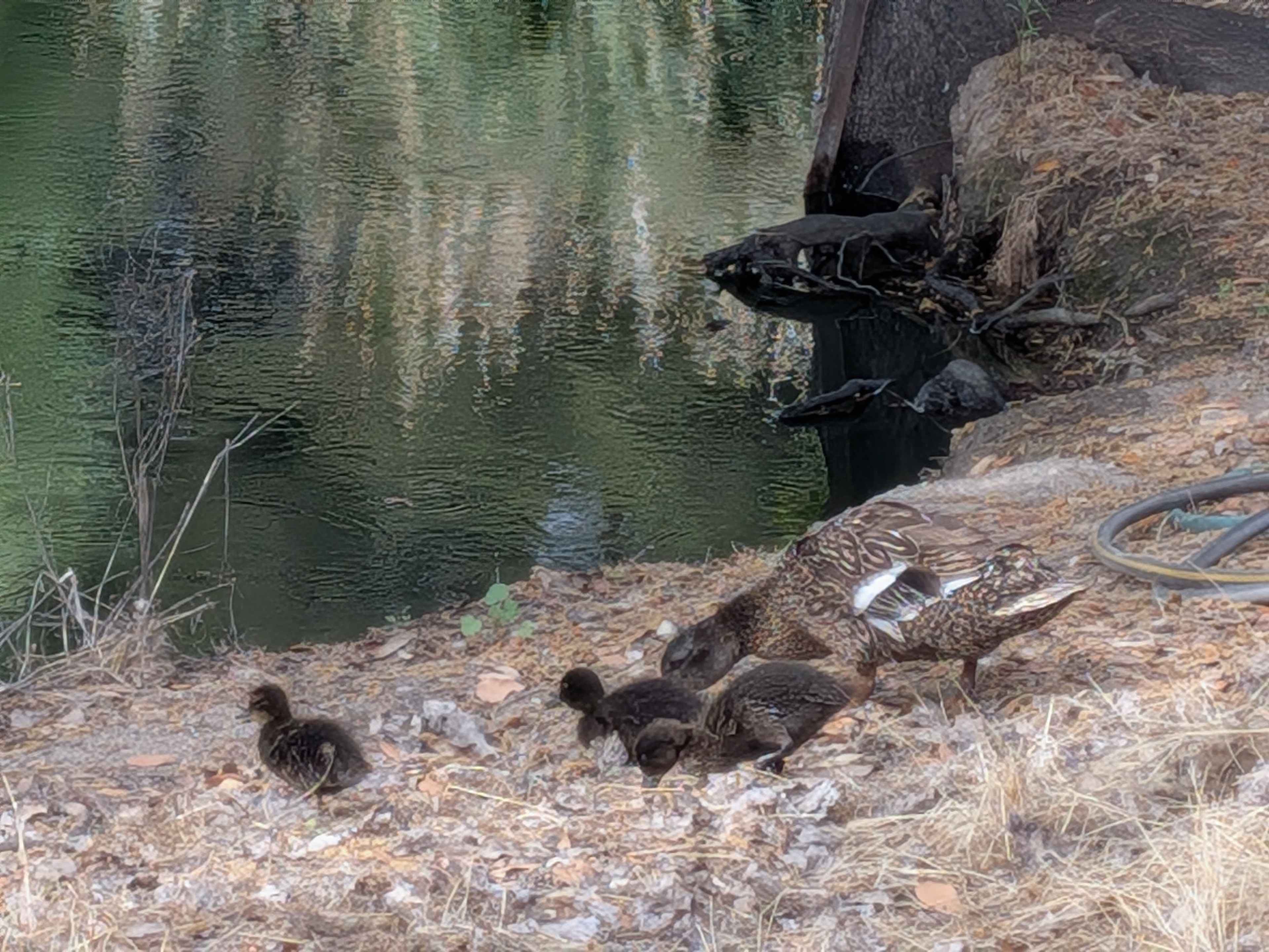 Ducklings!!