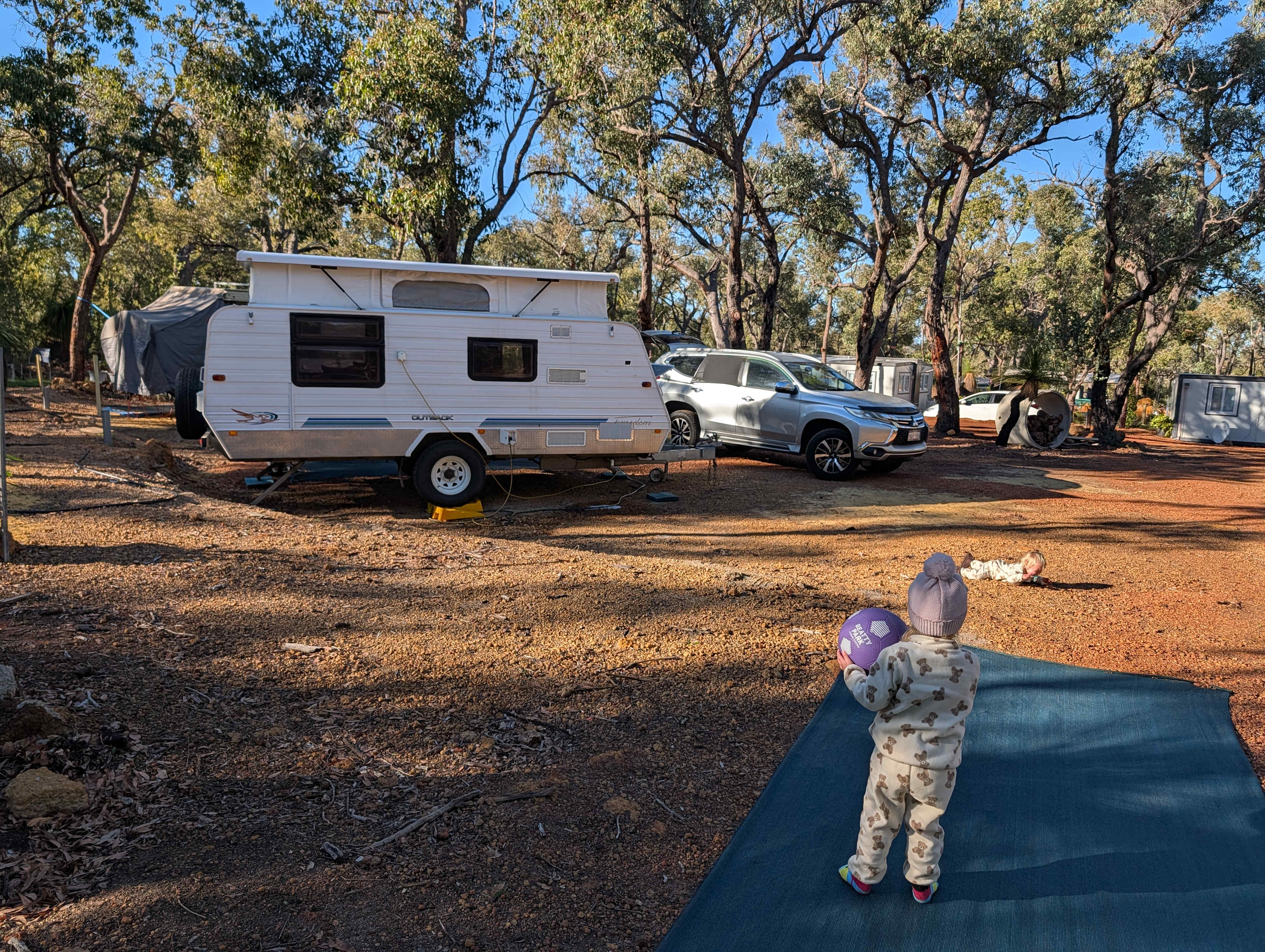 Evergreen Bush Stayz