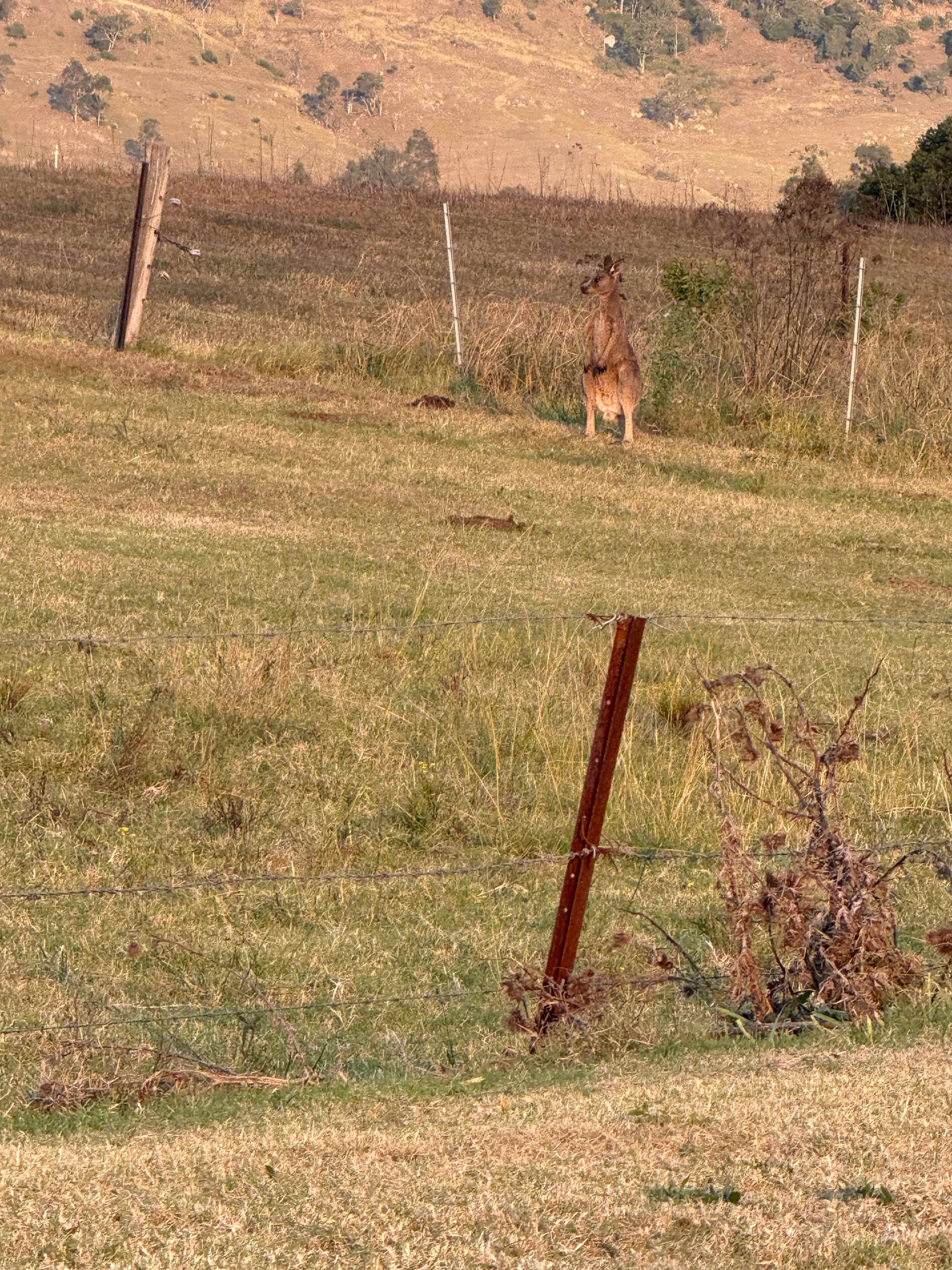 Kangaroo at dusk