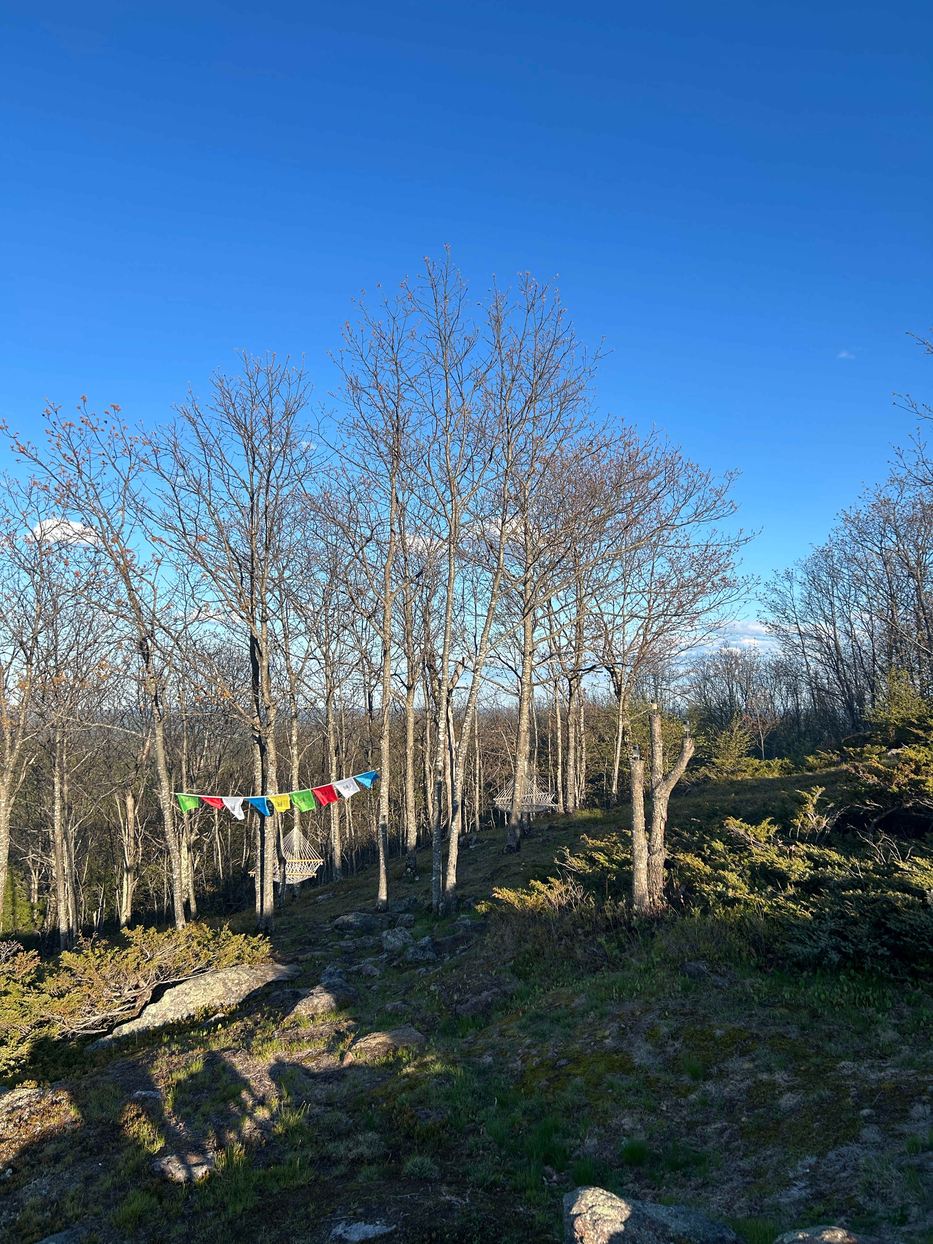 Hussey Mountain Tree Farm