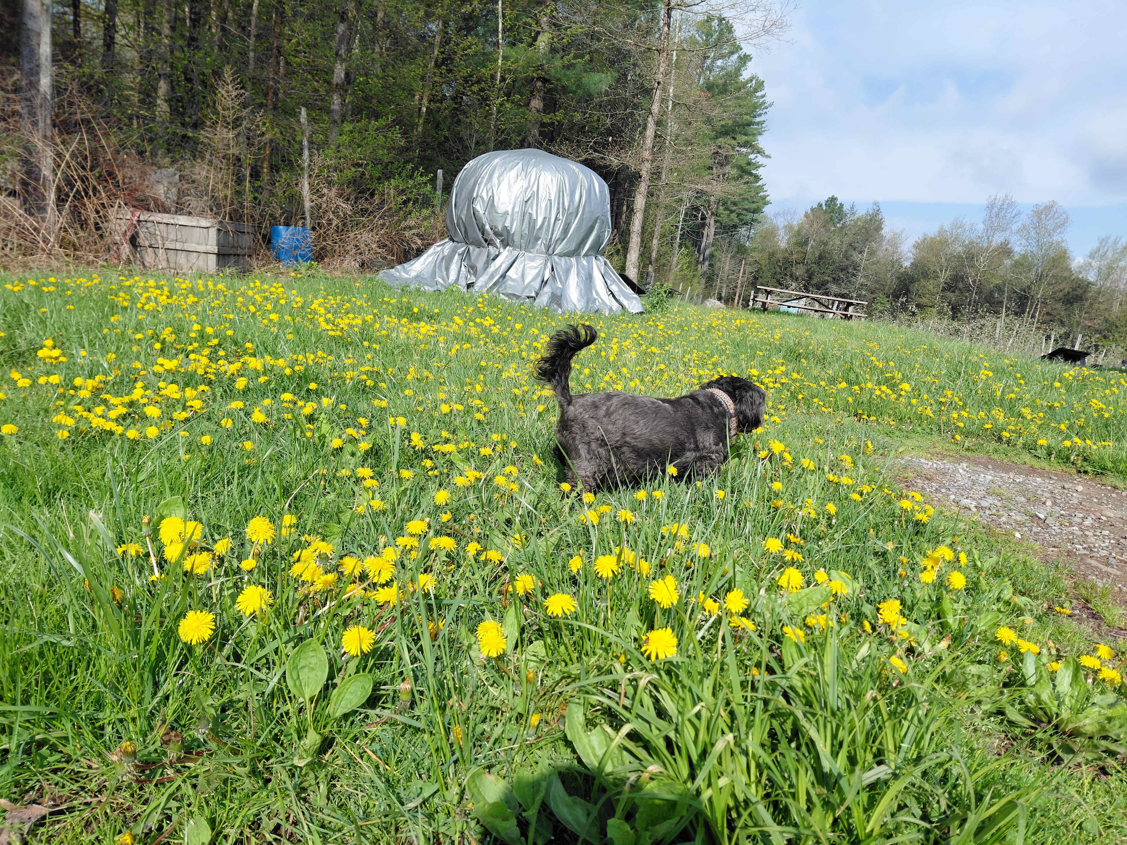 Majestic Farm & Organic Orchard