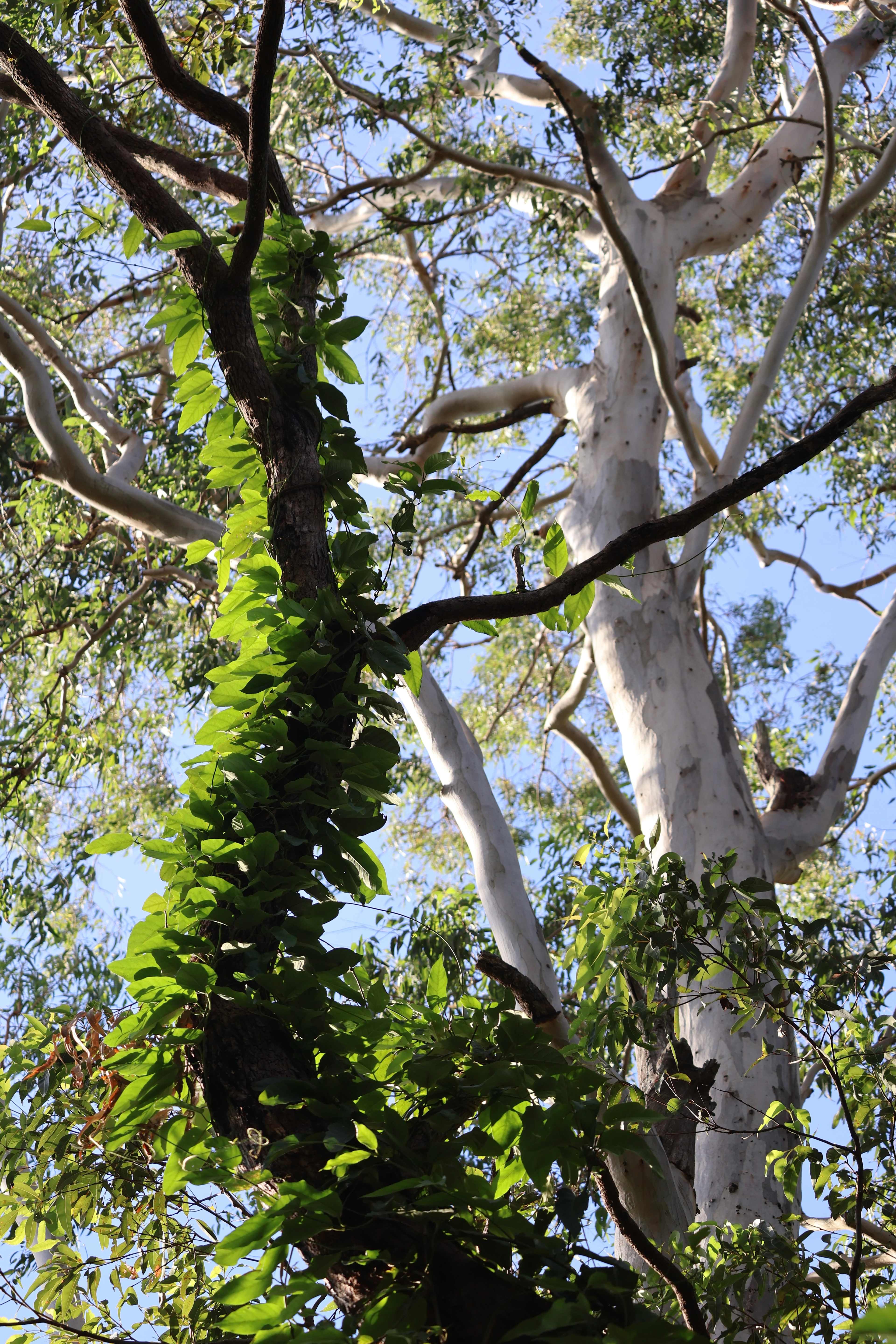 Habitat Noosa Everglades EcoCamp