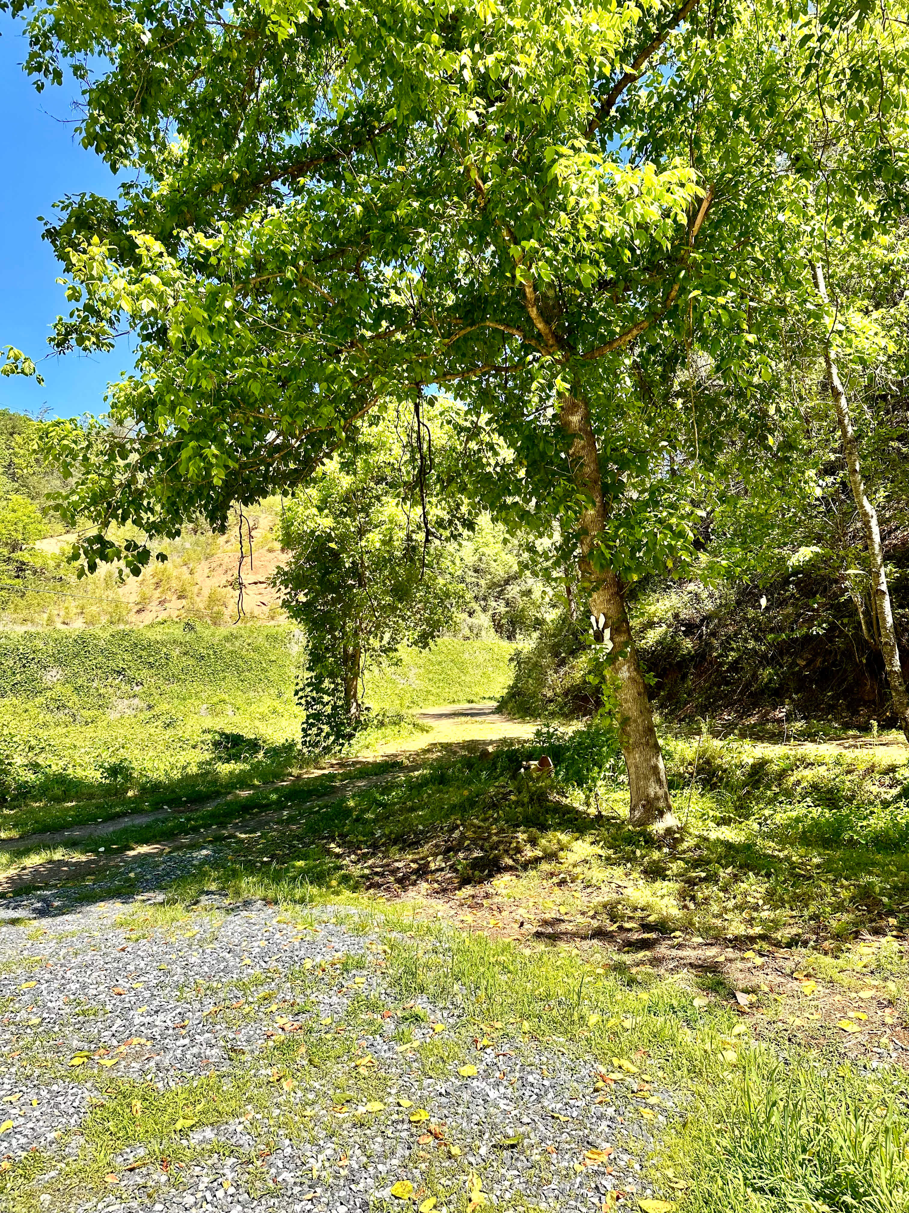 Clover Branch Camp