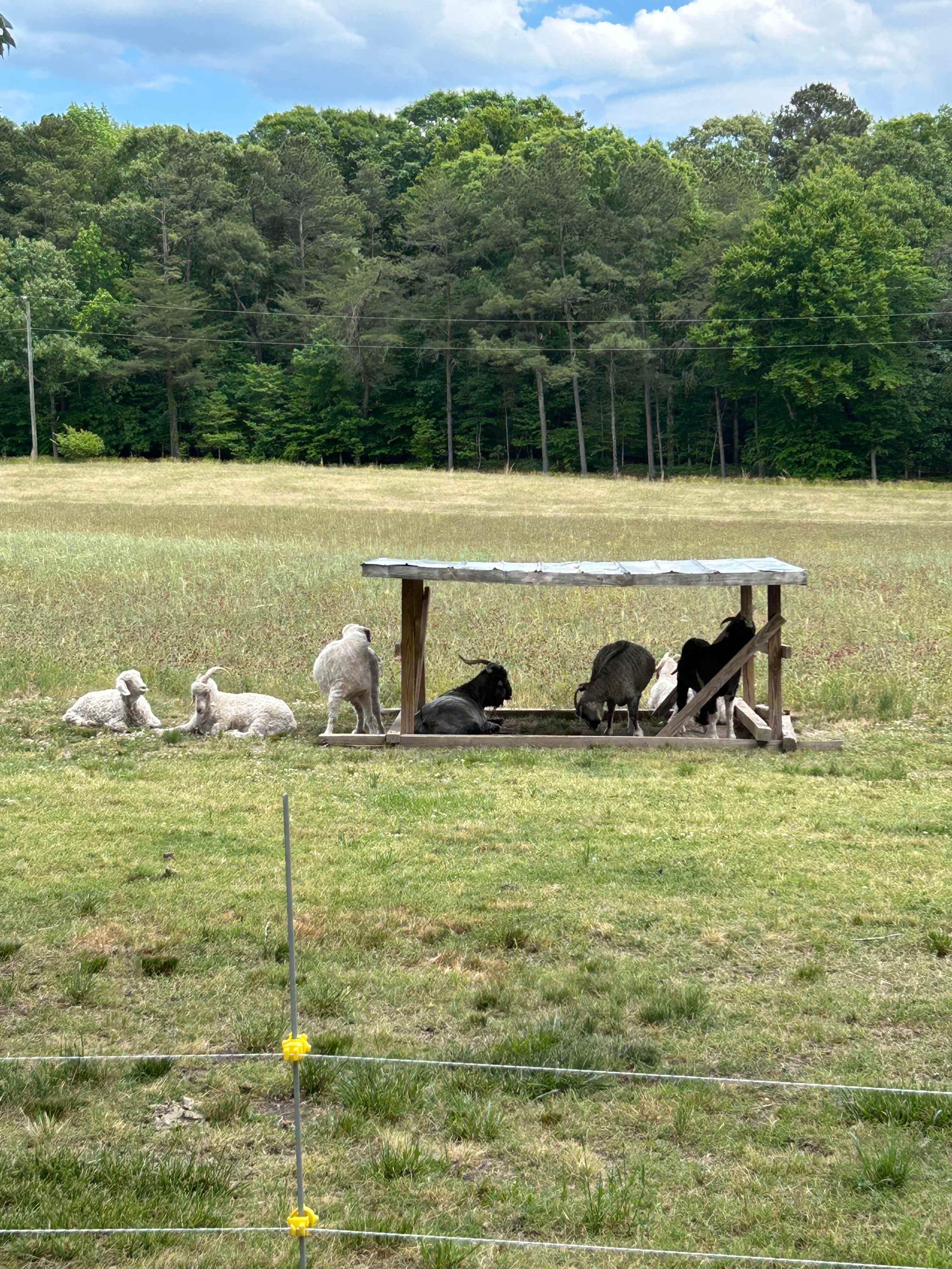 Peace Hill Farm