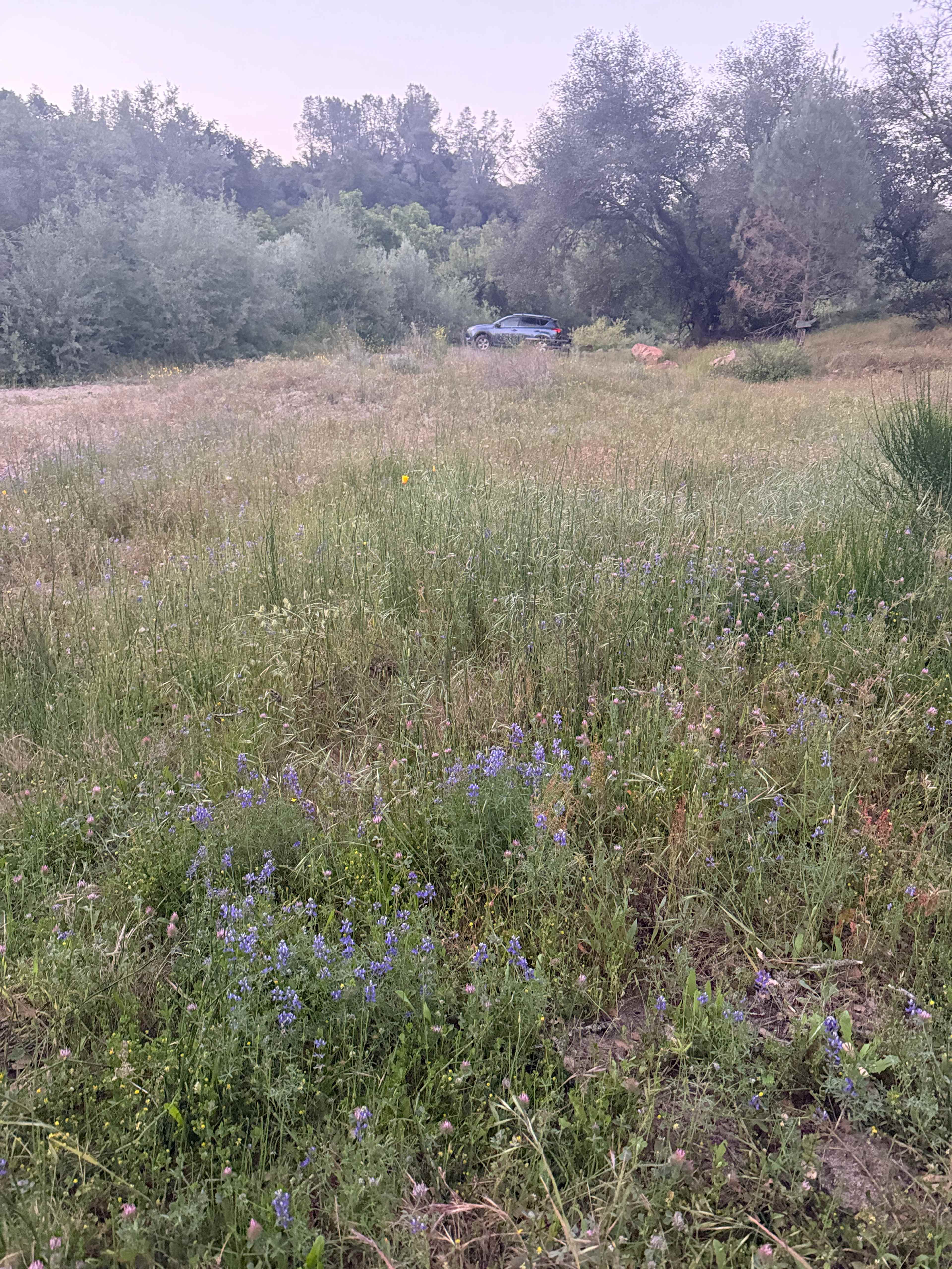 Cosumnes River Ranch