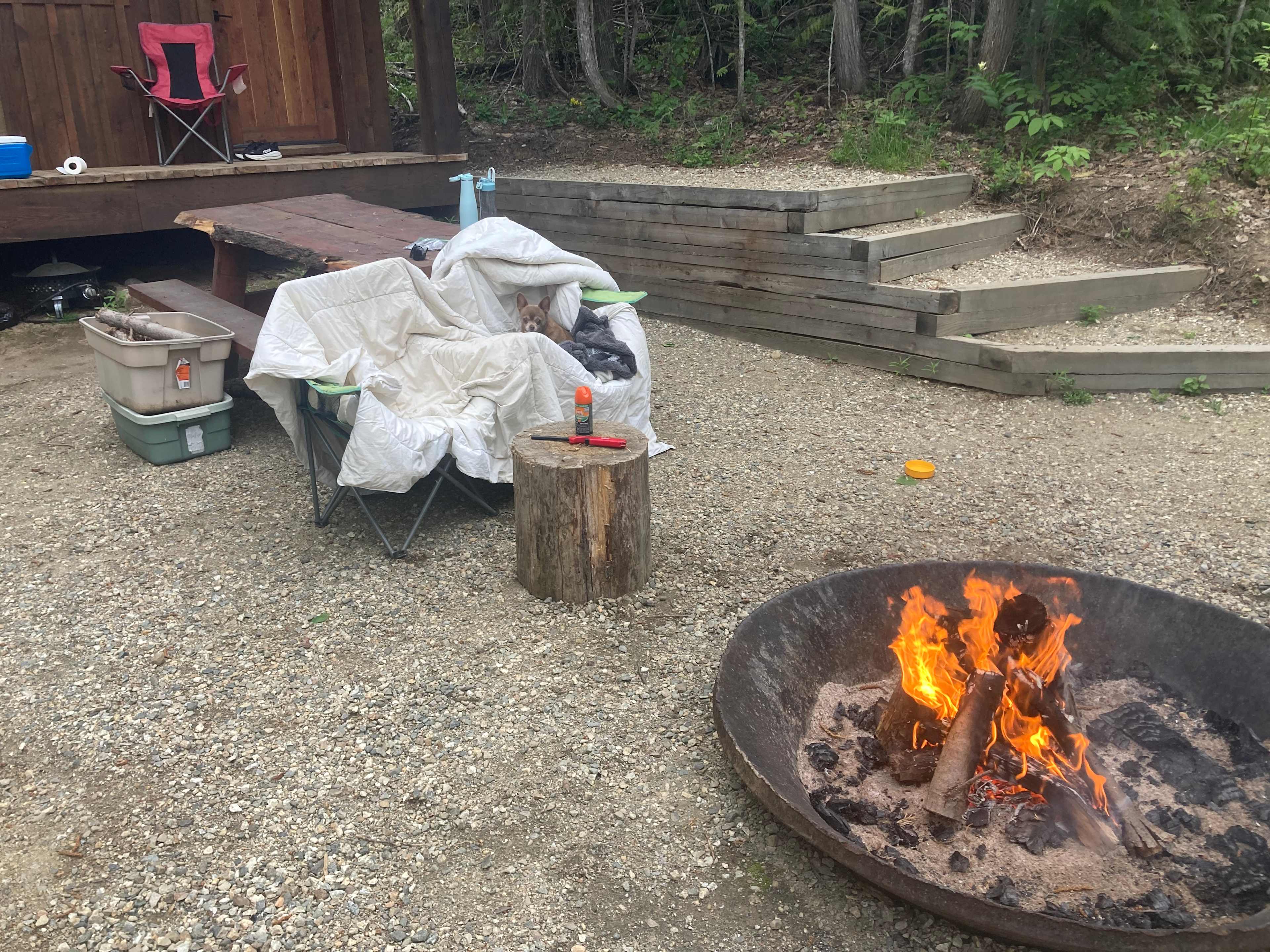 My camping chihuahua 