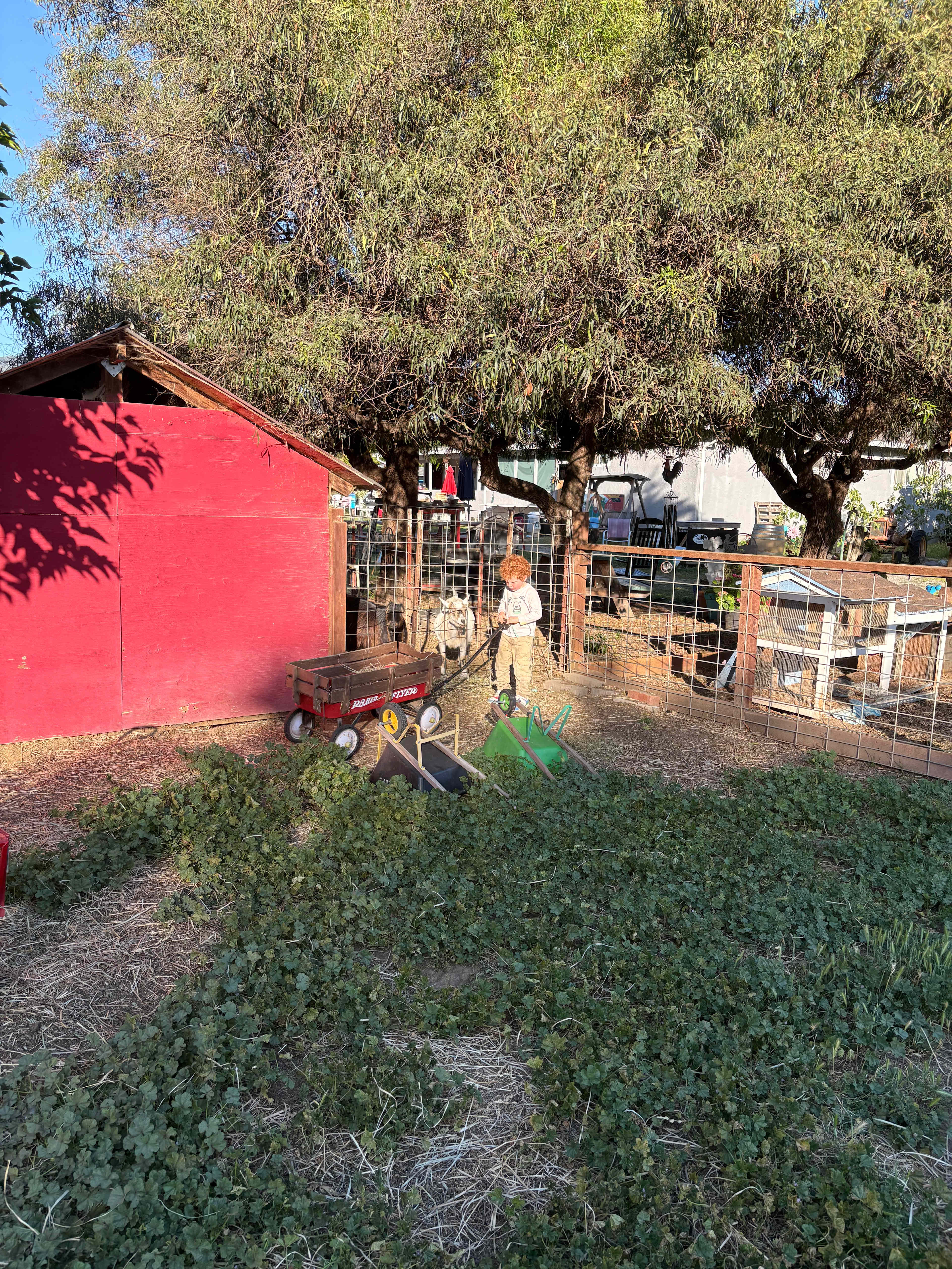 Hungry goats patiently waiting 