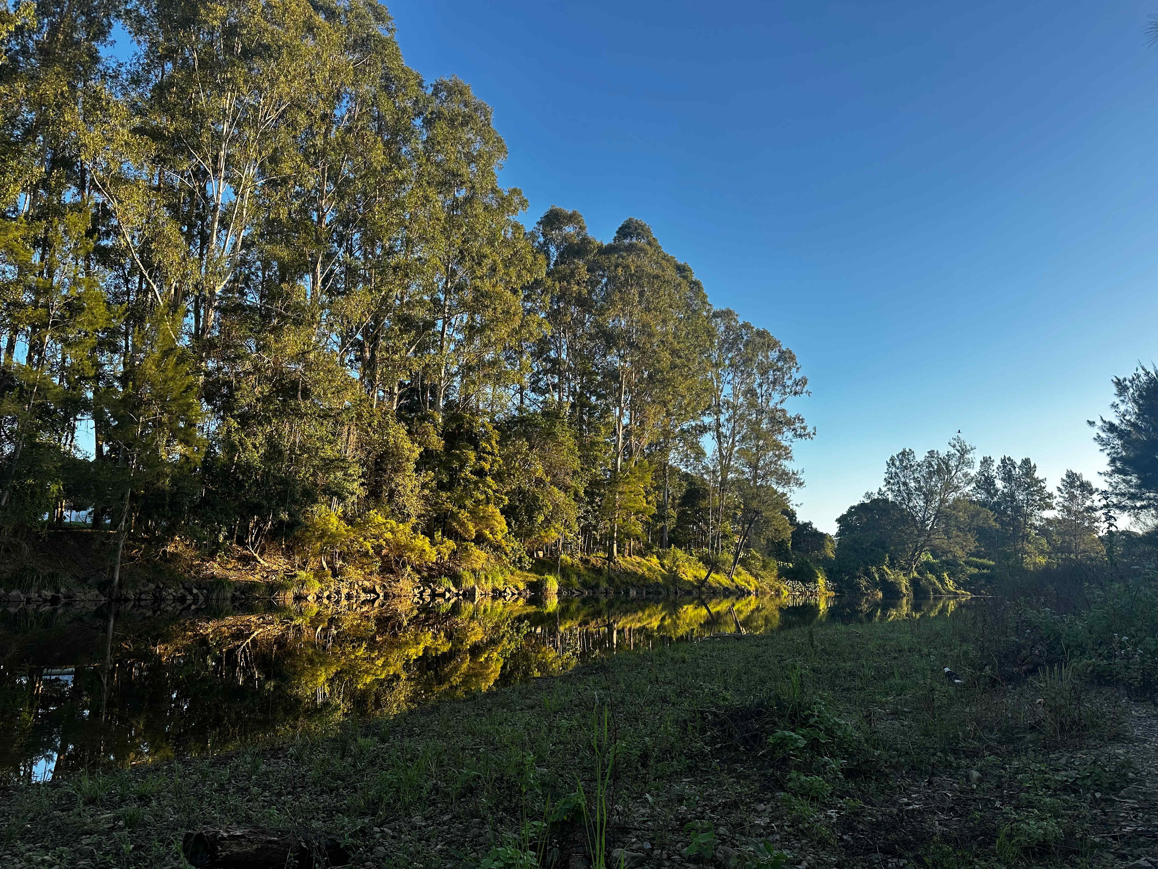 Bellinger River Camping