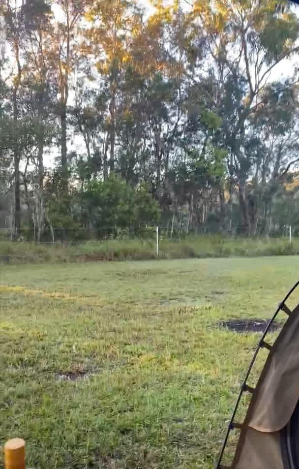 Enough away from the bush. You do get to see kangaroos at camp the crows of course, parrots they have pretty colours. Plus goannas have been sitting on the coming onto the property. I didn’t get to see one.