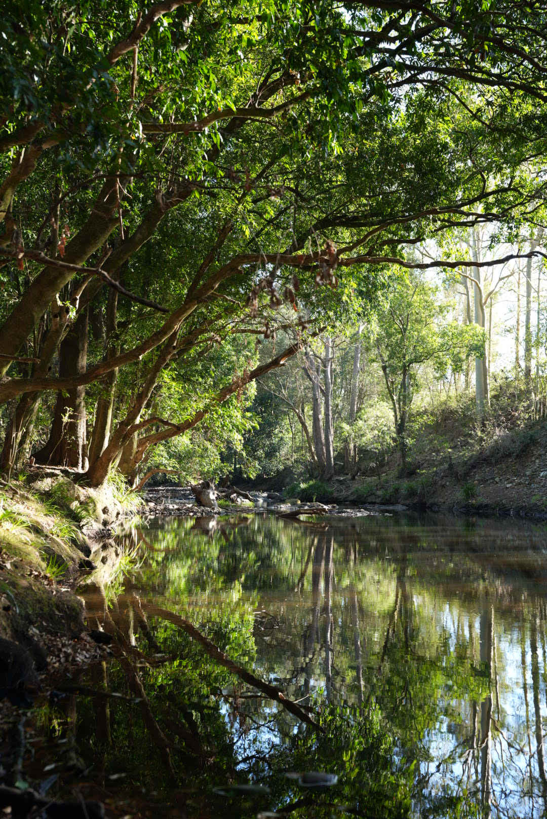 Willowbank