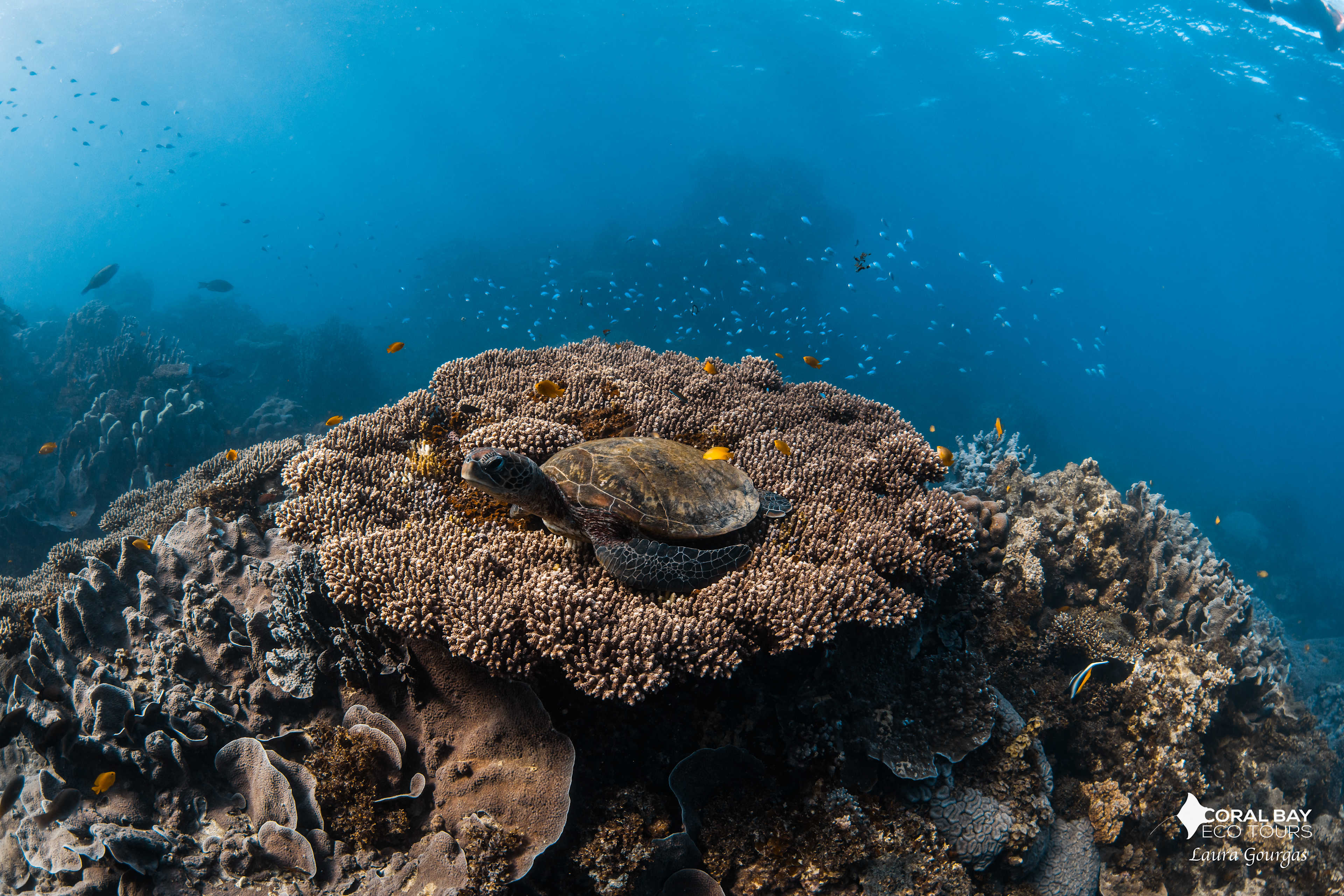 Underwater nature