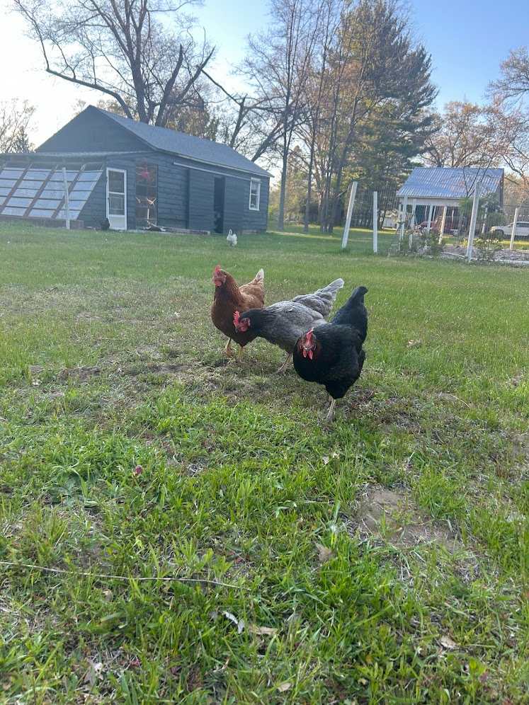 Chickens!! 