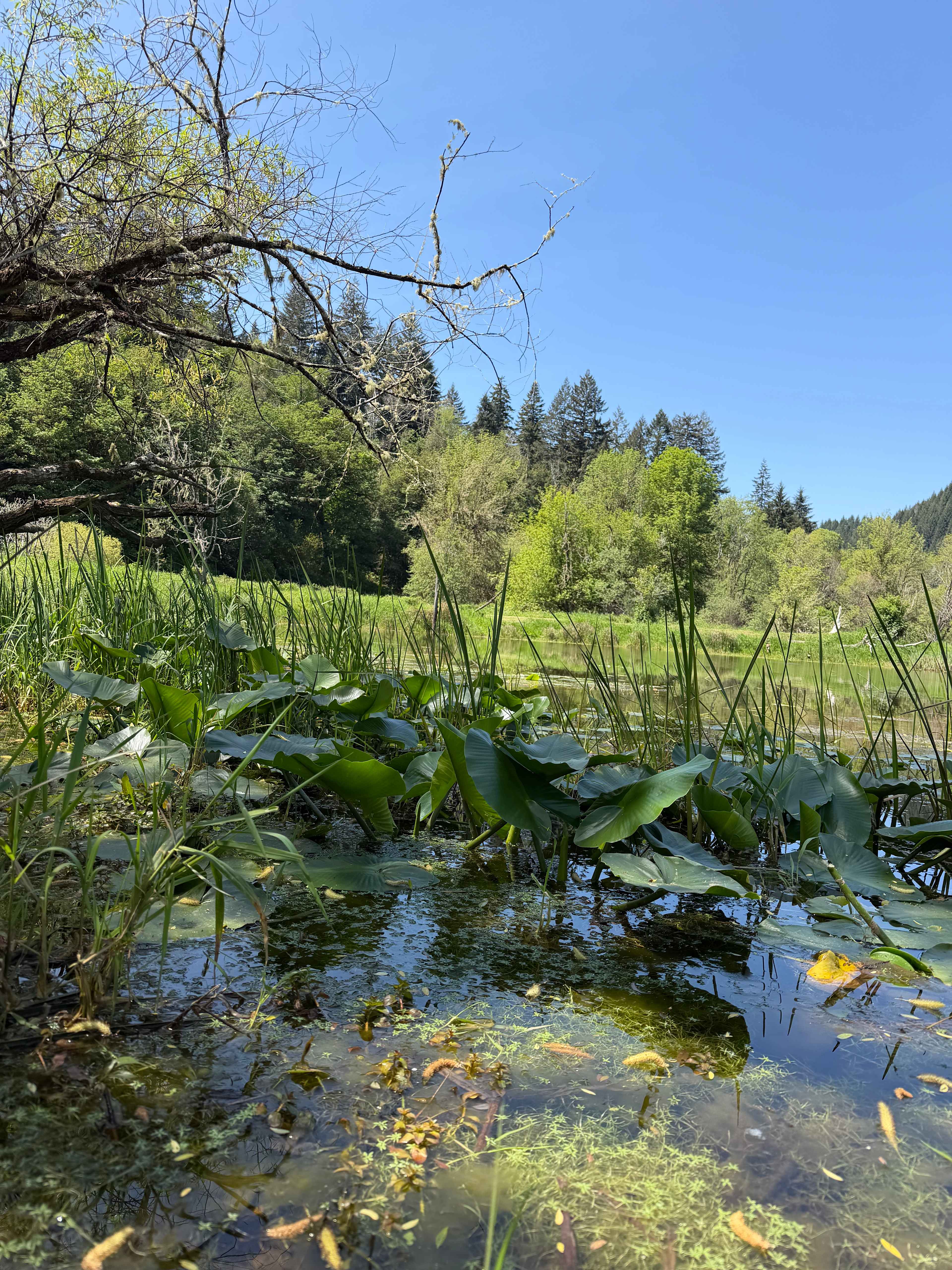 The Park at Loon Lake