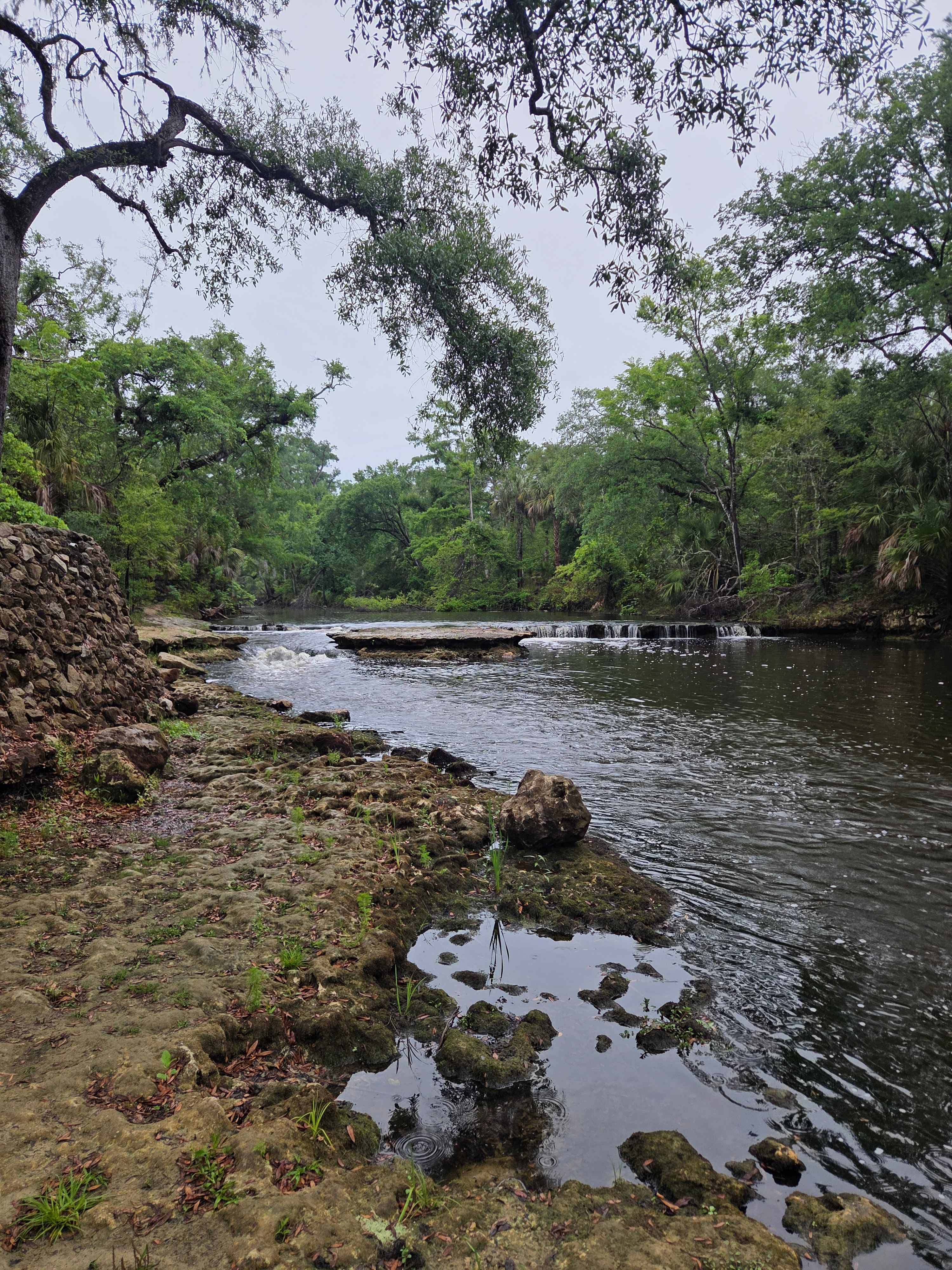 The Steinhatchee Falls (15 min away)