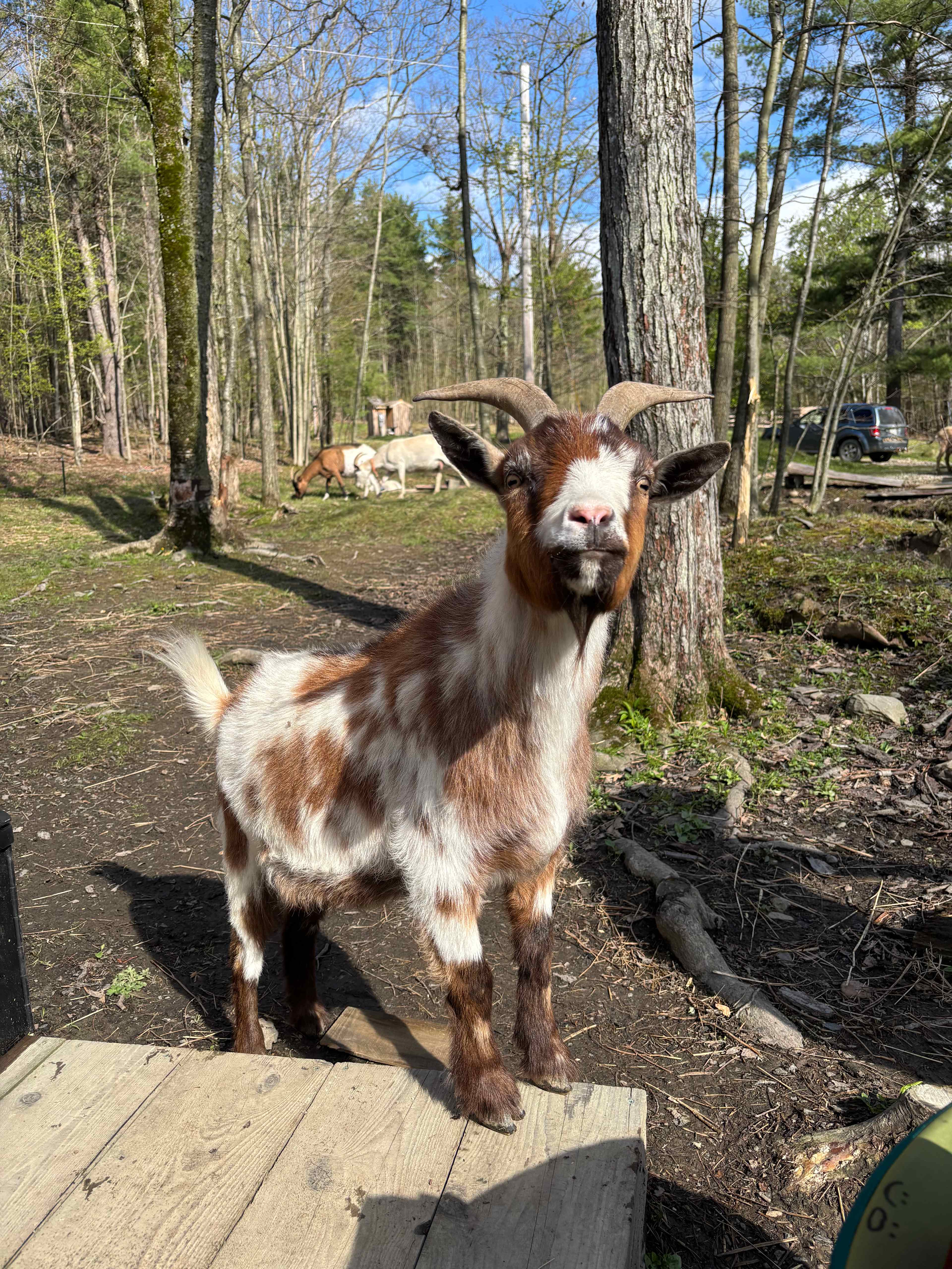 Stoney Goat Homestead