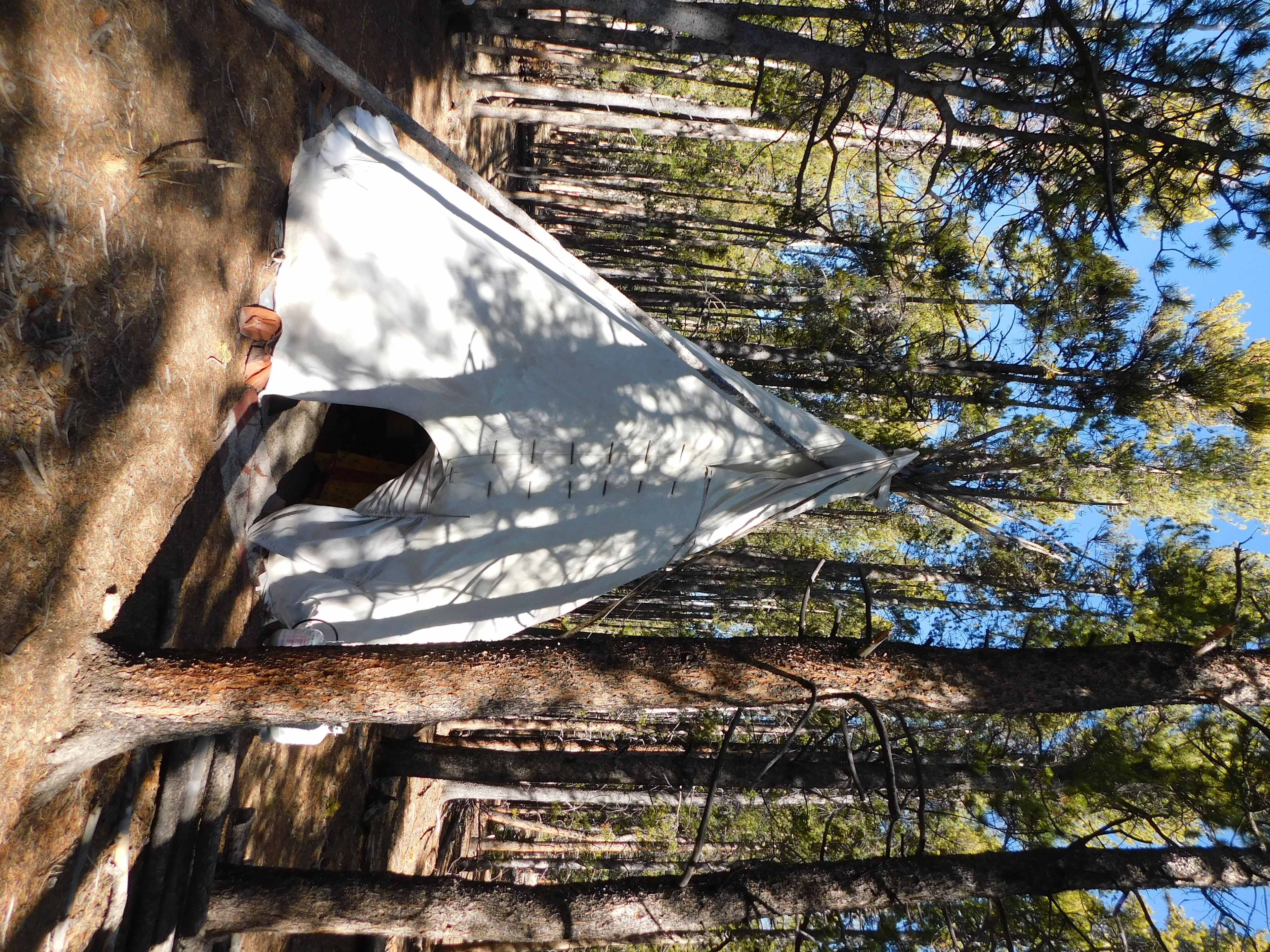 Lodge pole forest